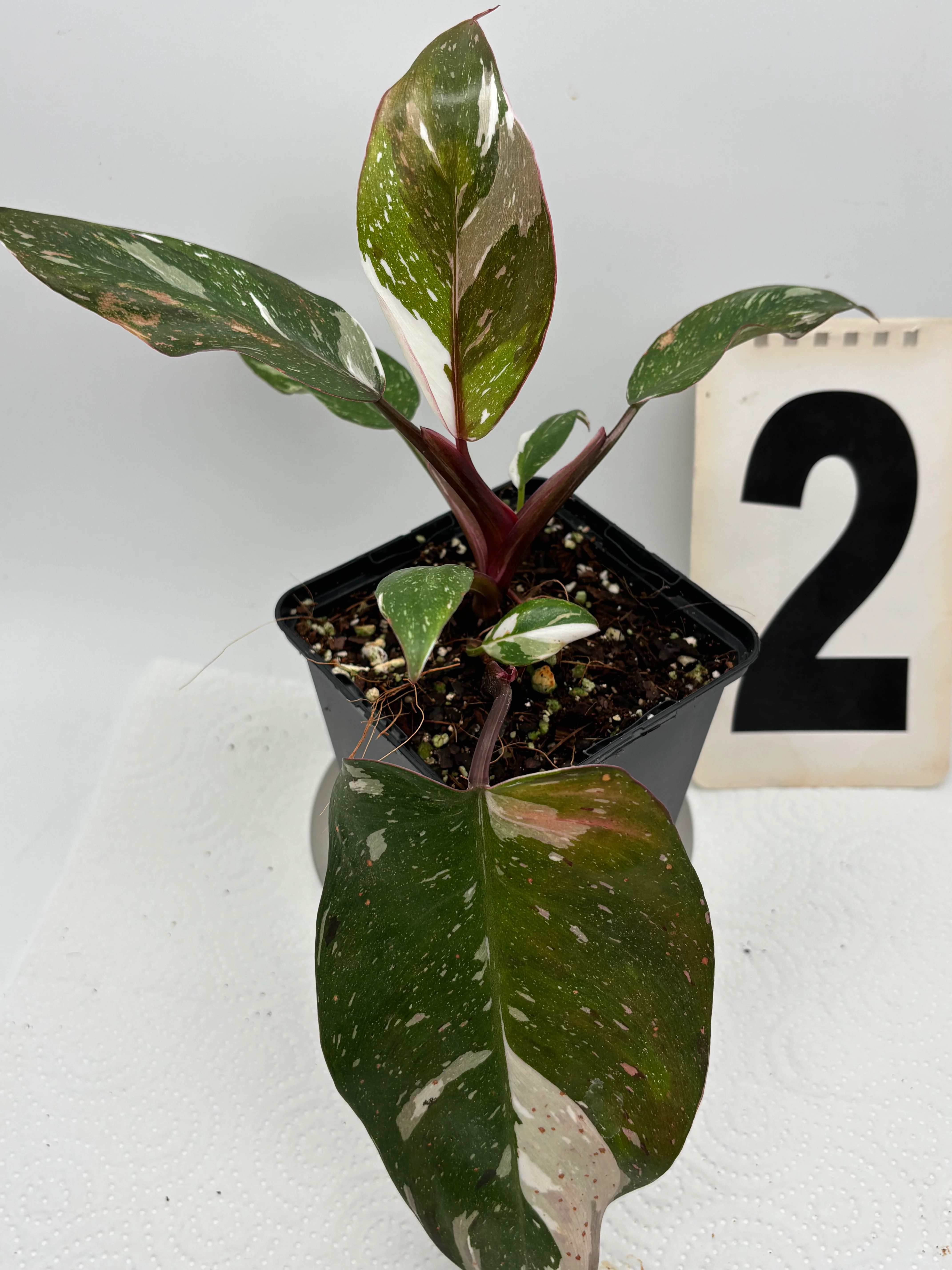 Philodendron Red Anderson - Image 3