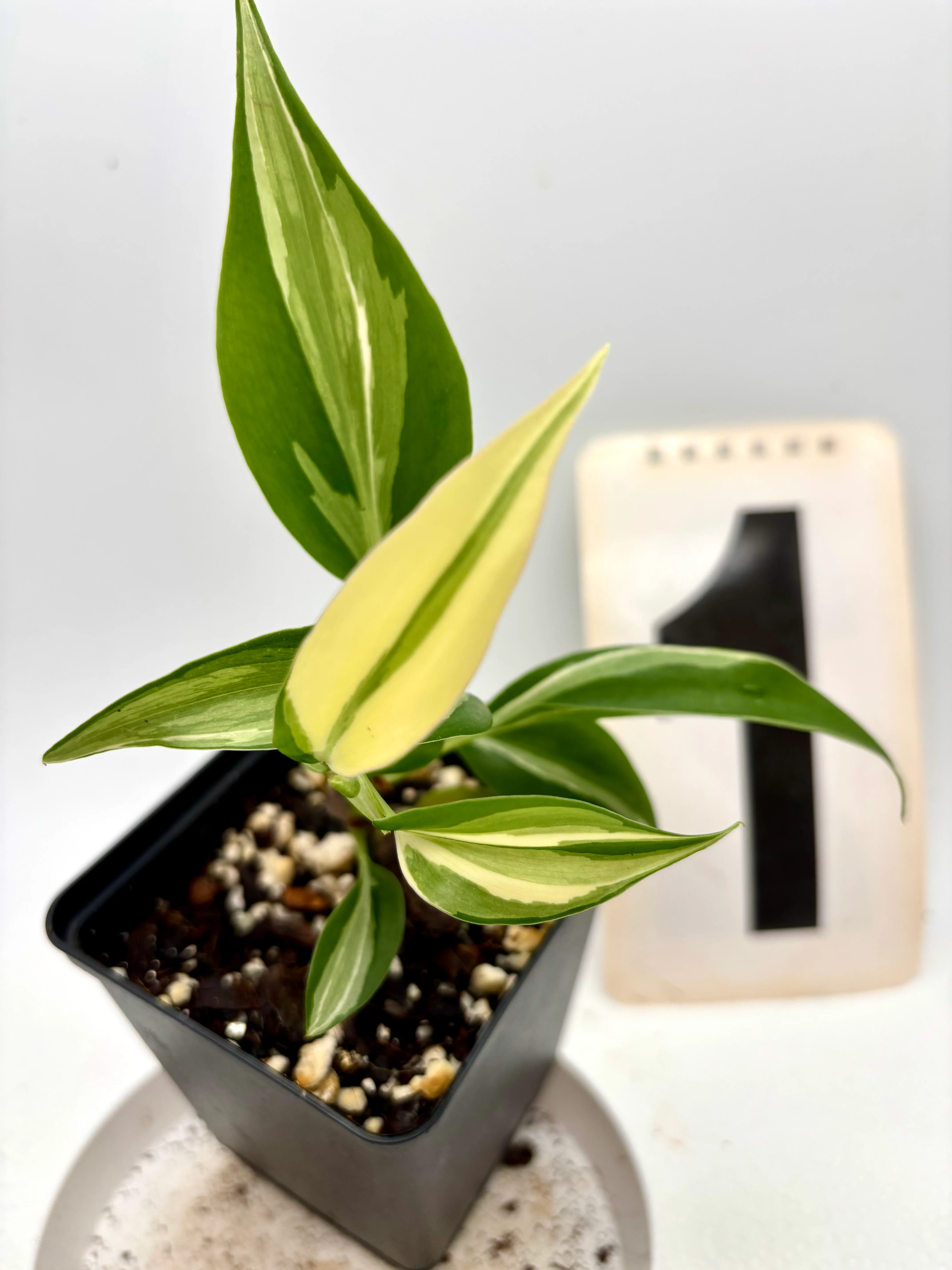Philodendron Rio