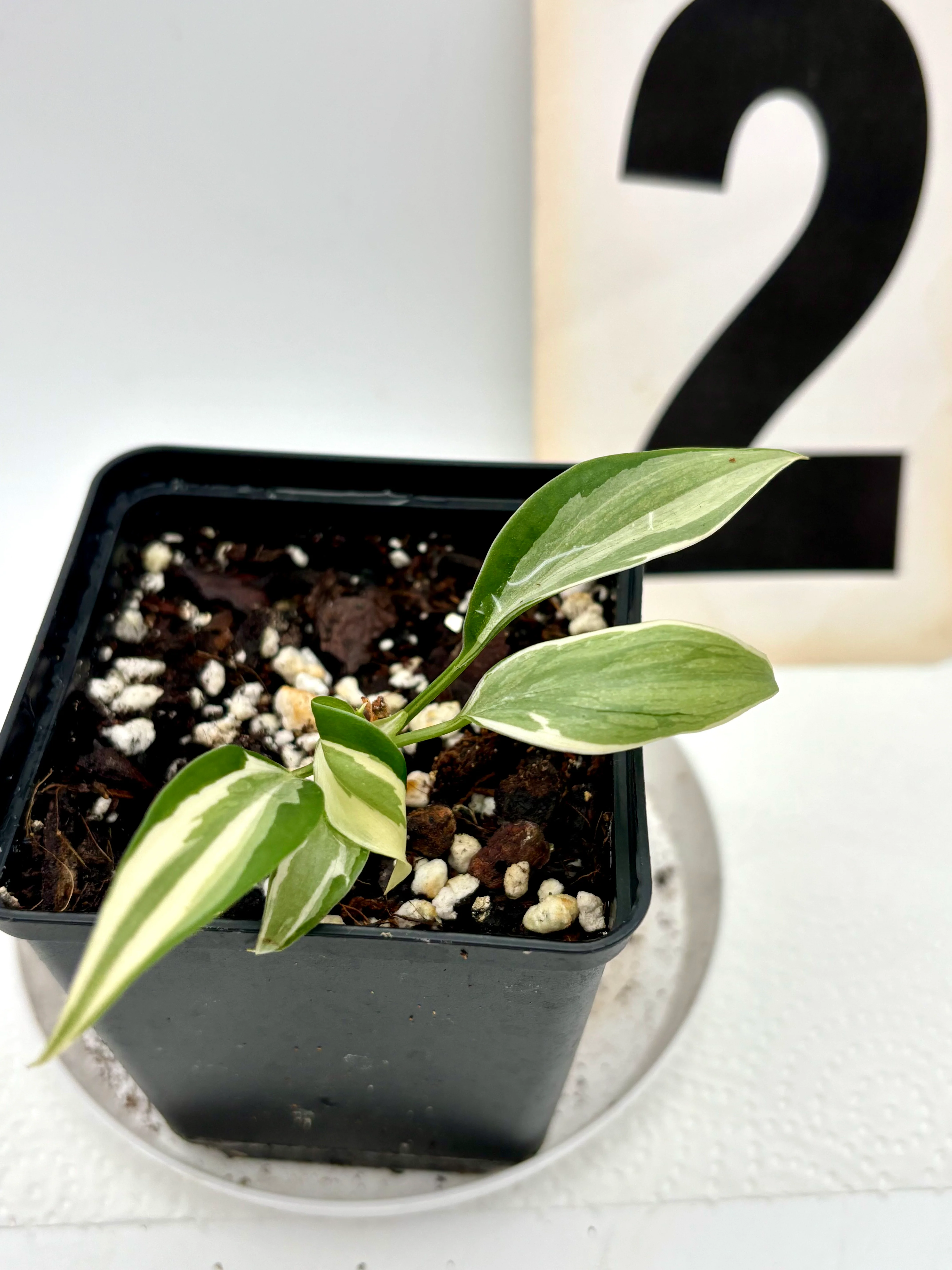 Philodendron Rio - Image 2