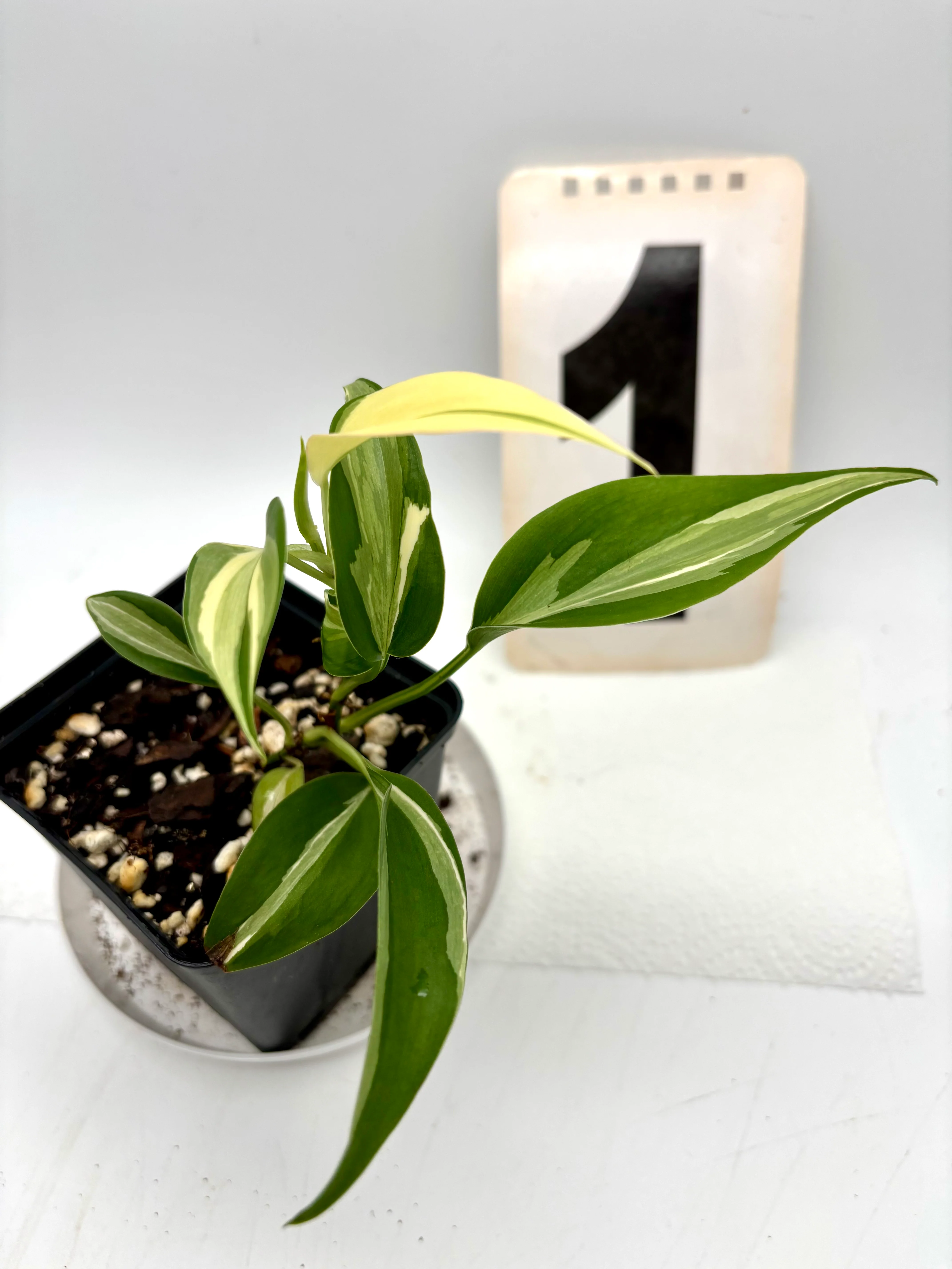 Philodendron Rio - Image 3