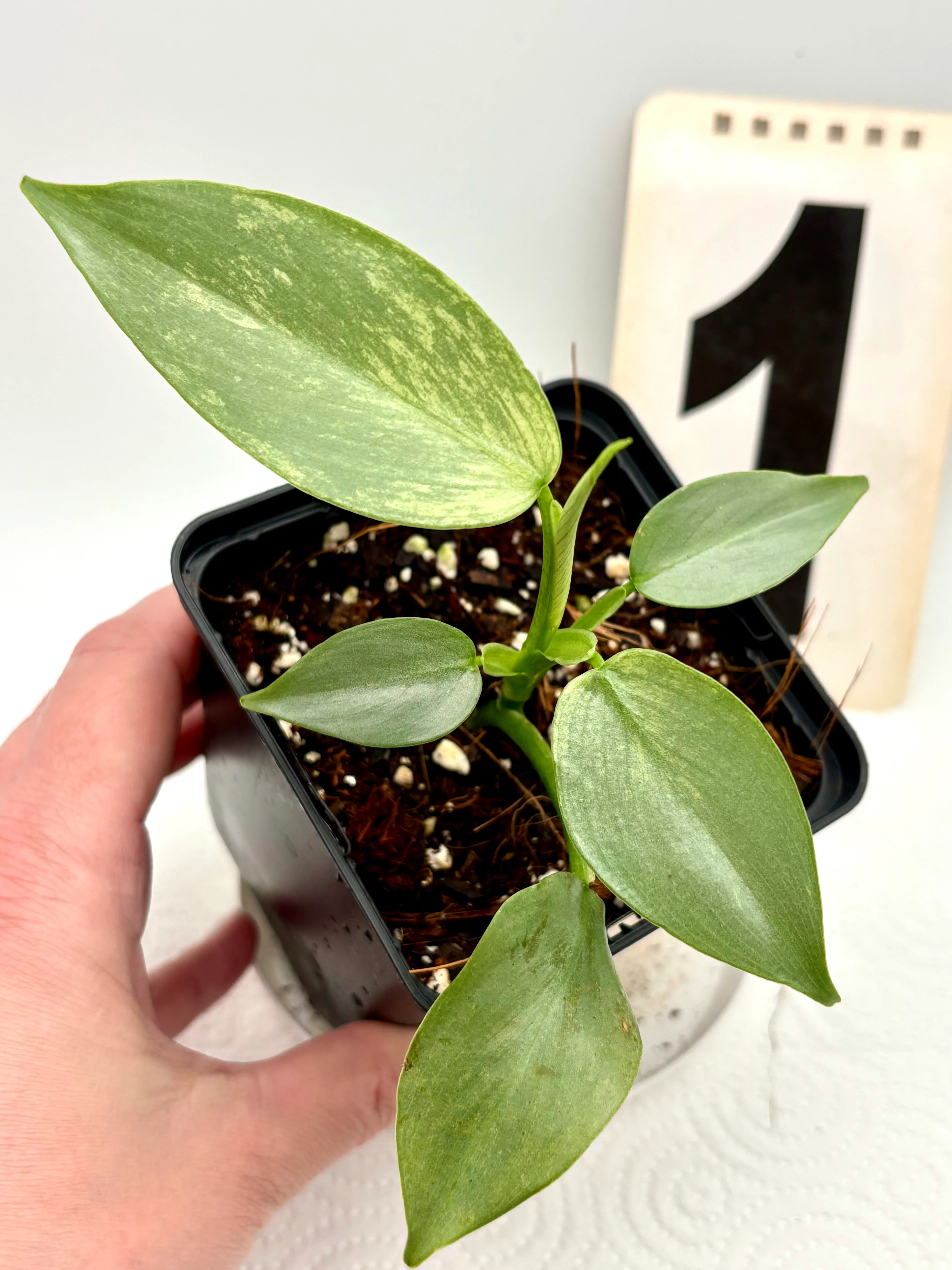 Philodendron Silver Sword Variegata