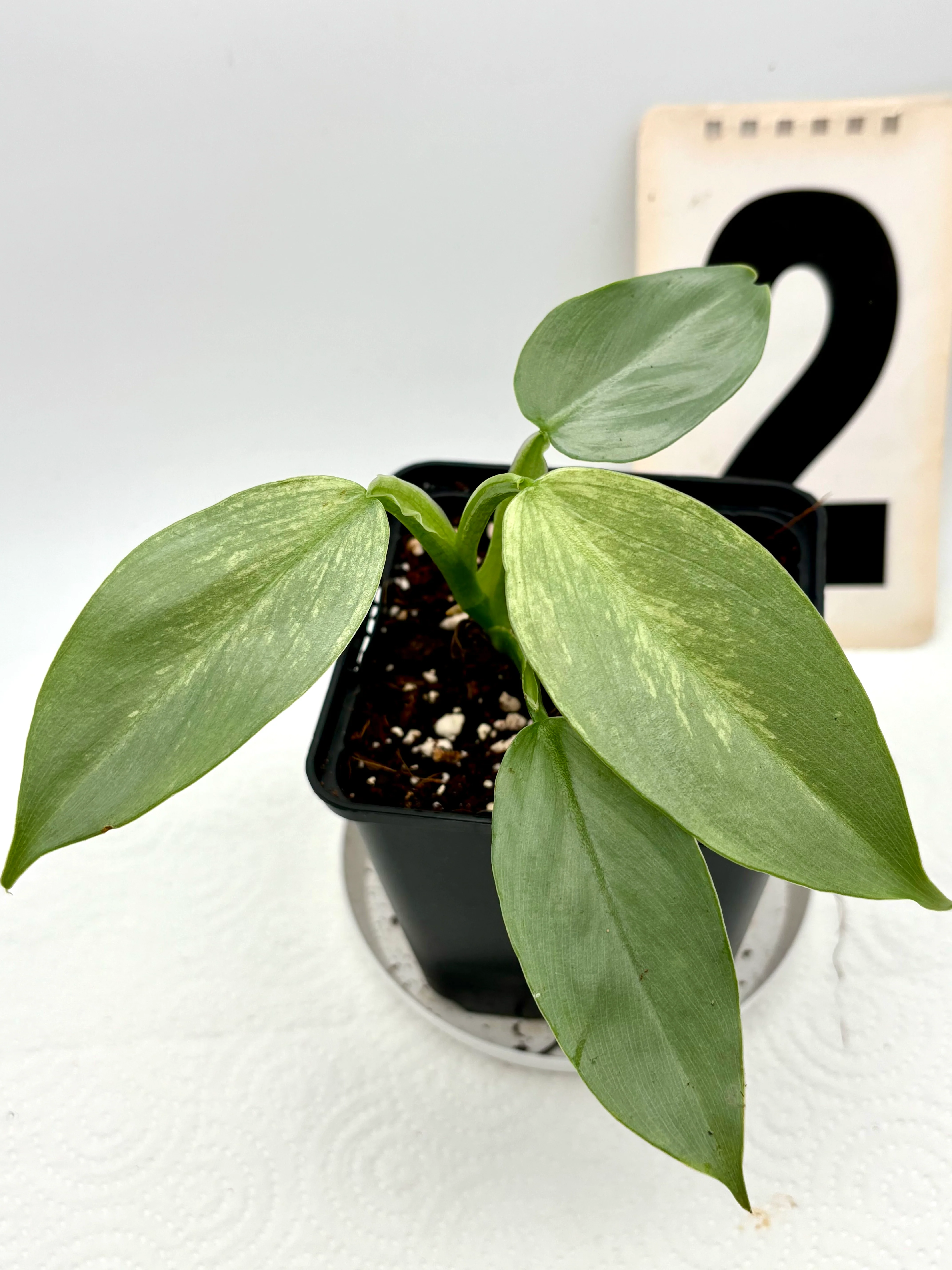 Philodendron Silver Sword Variegata - Image 2