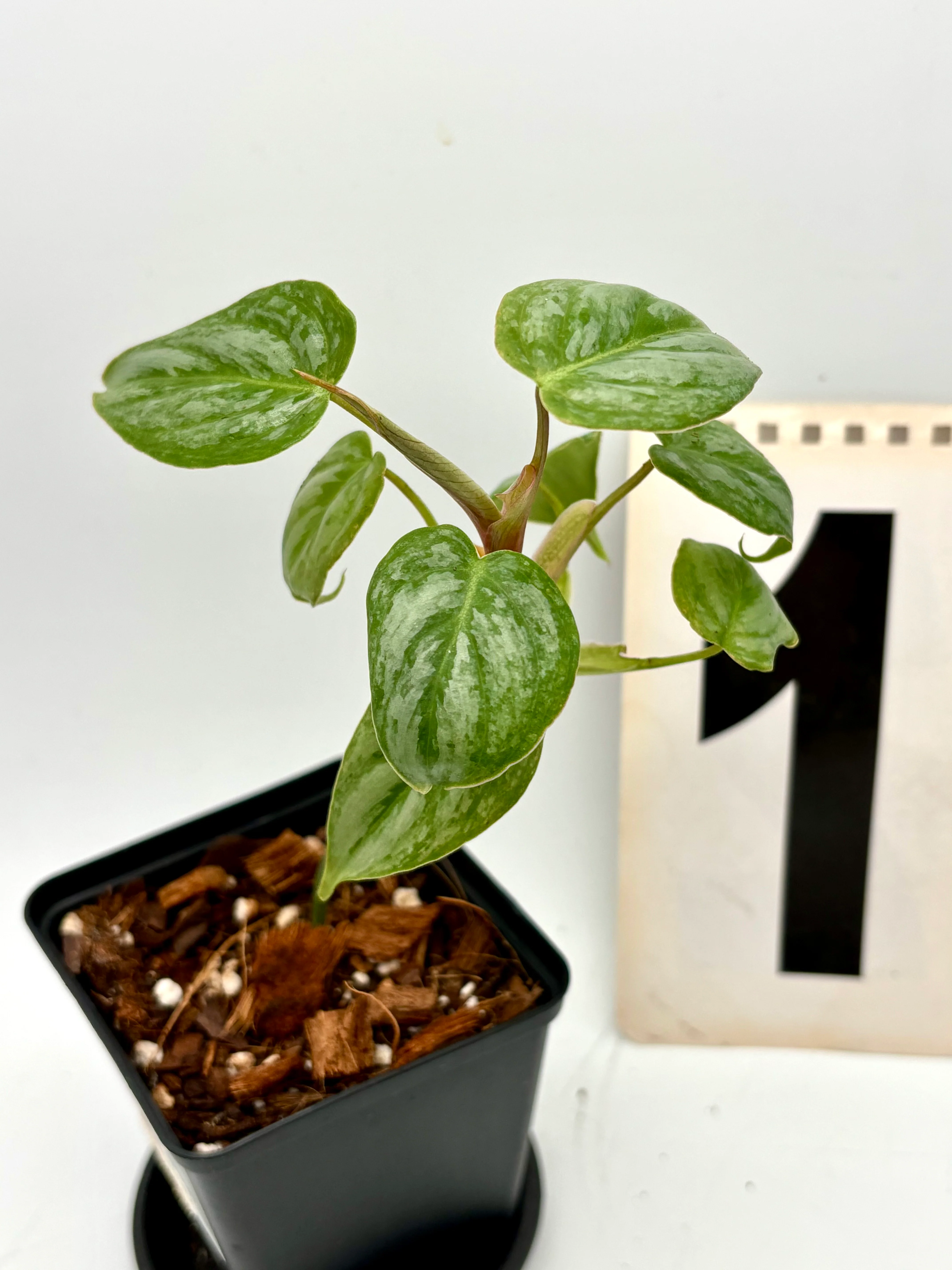 Philodendron Sodiroi