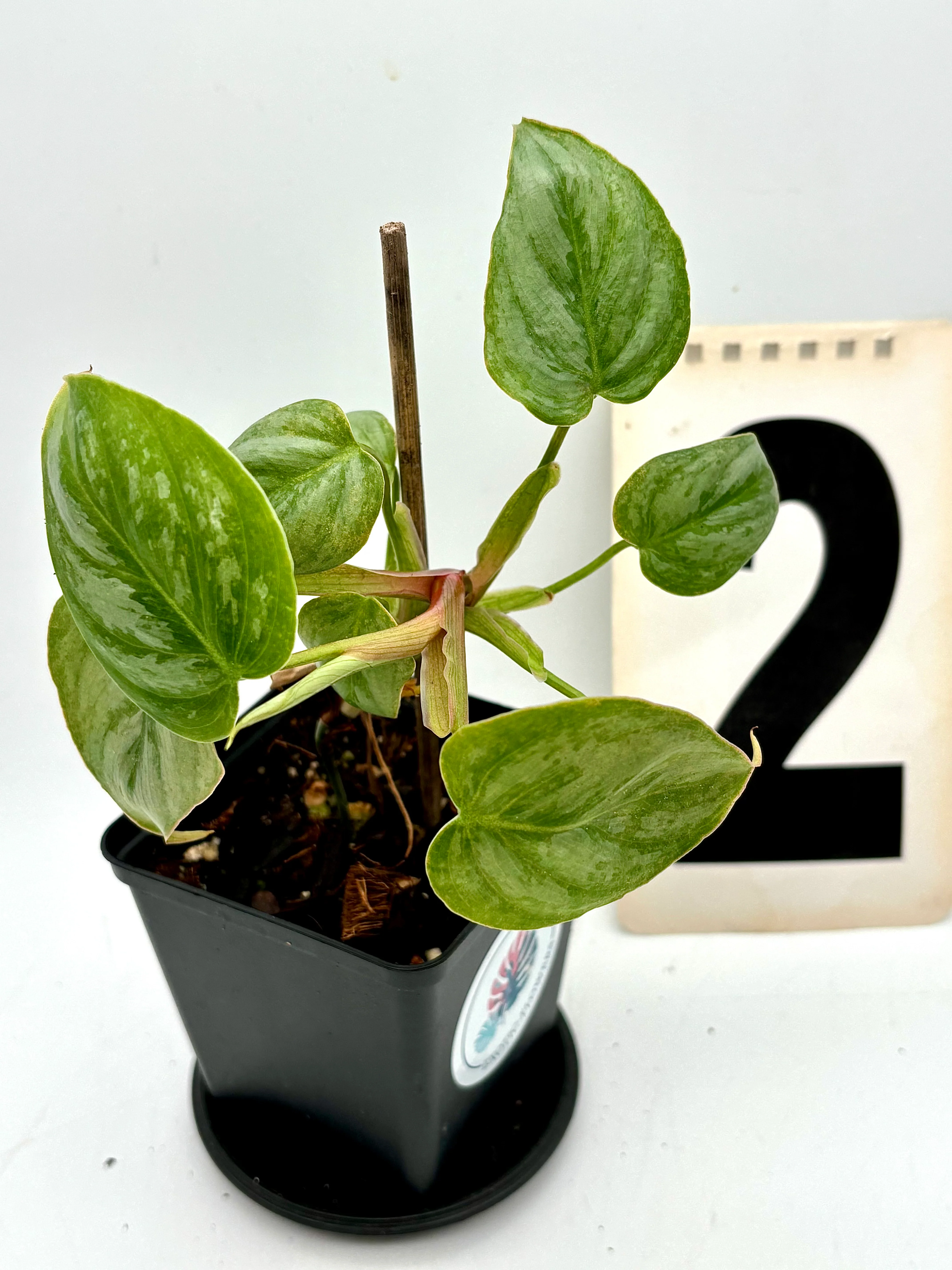 Philodendron Sodiroi - Image 2