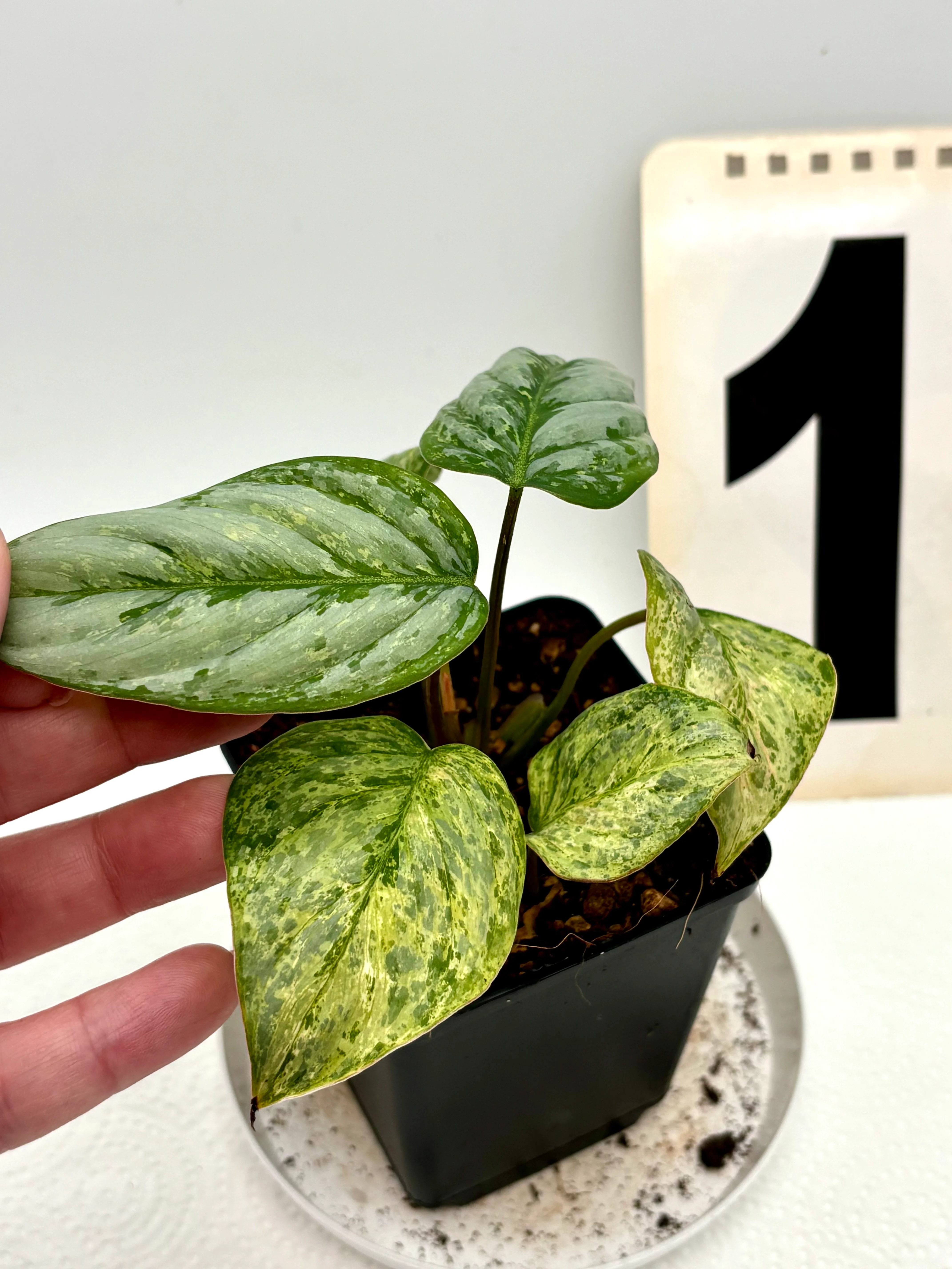 Philodendron Sodiroi Variegata