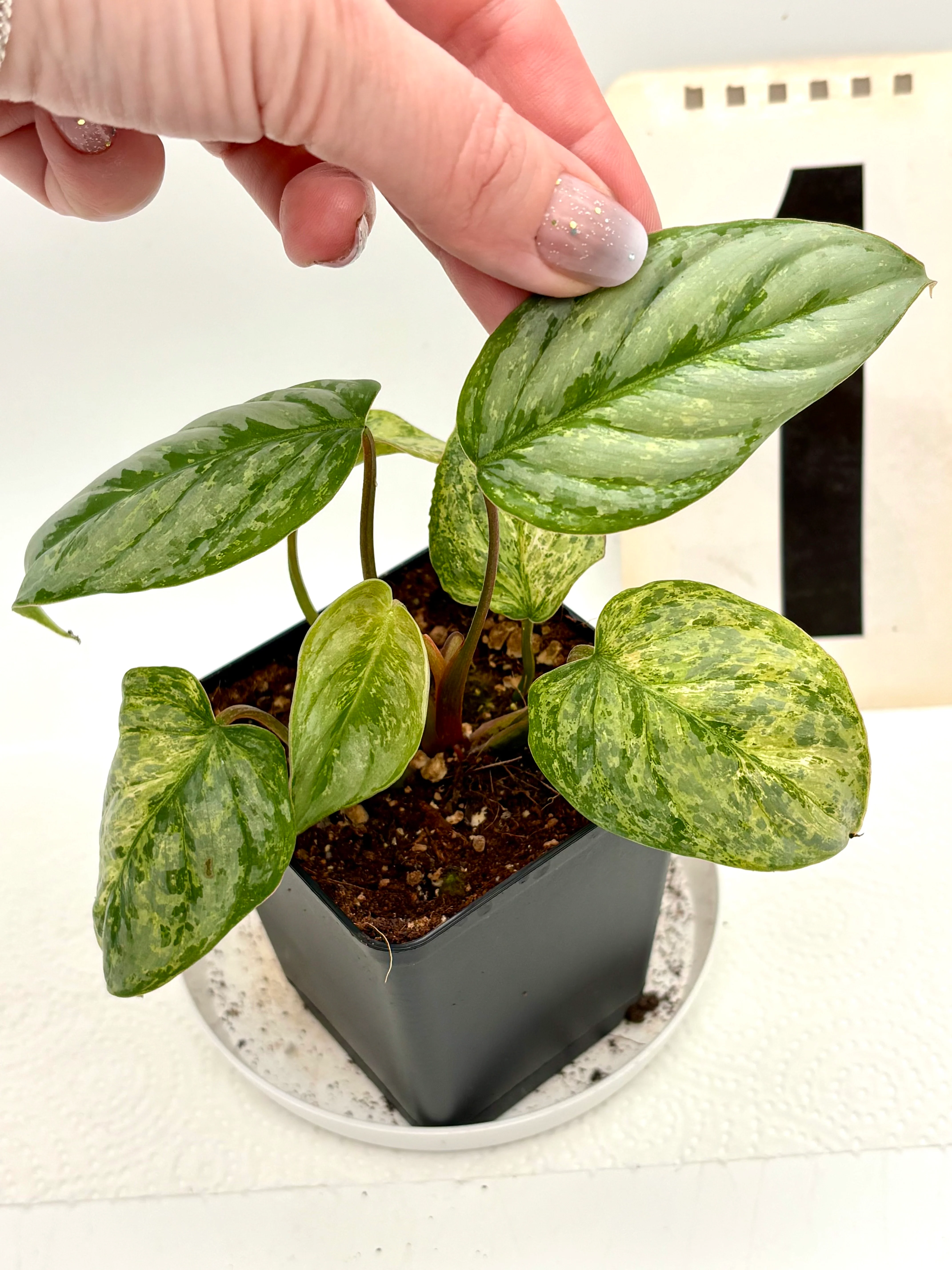 Philodendron Sodiroi Variegata - Image 2