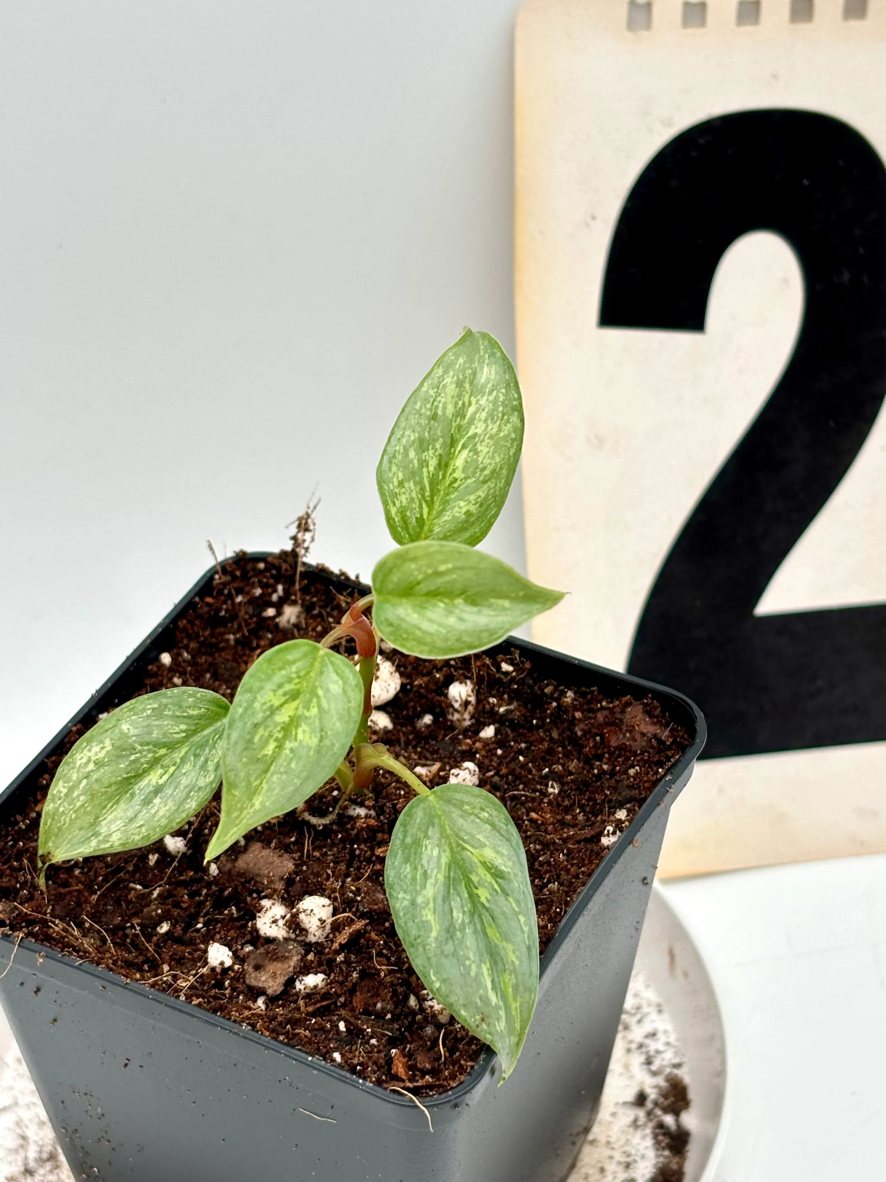 Philodendron Sodiroi Variegata - Image 3