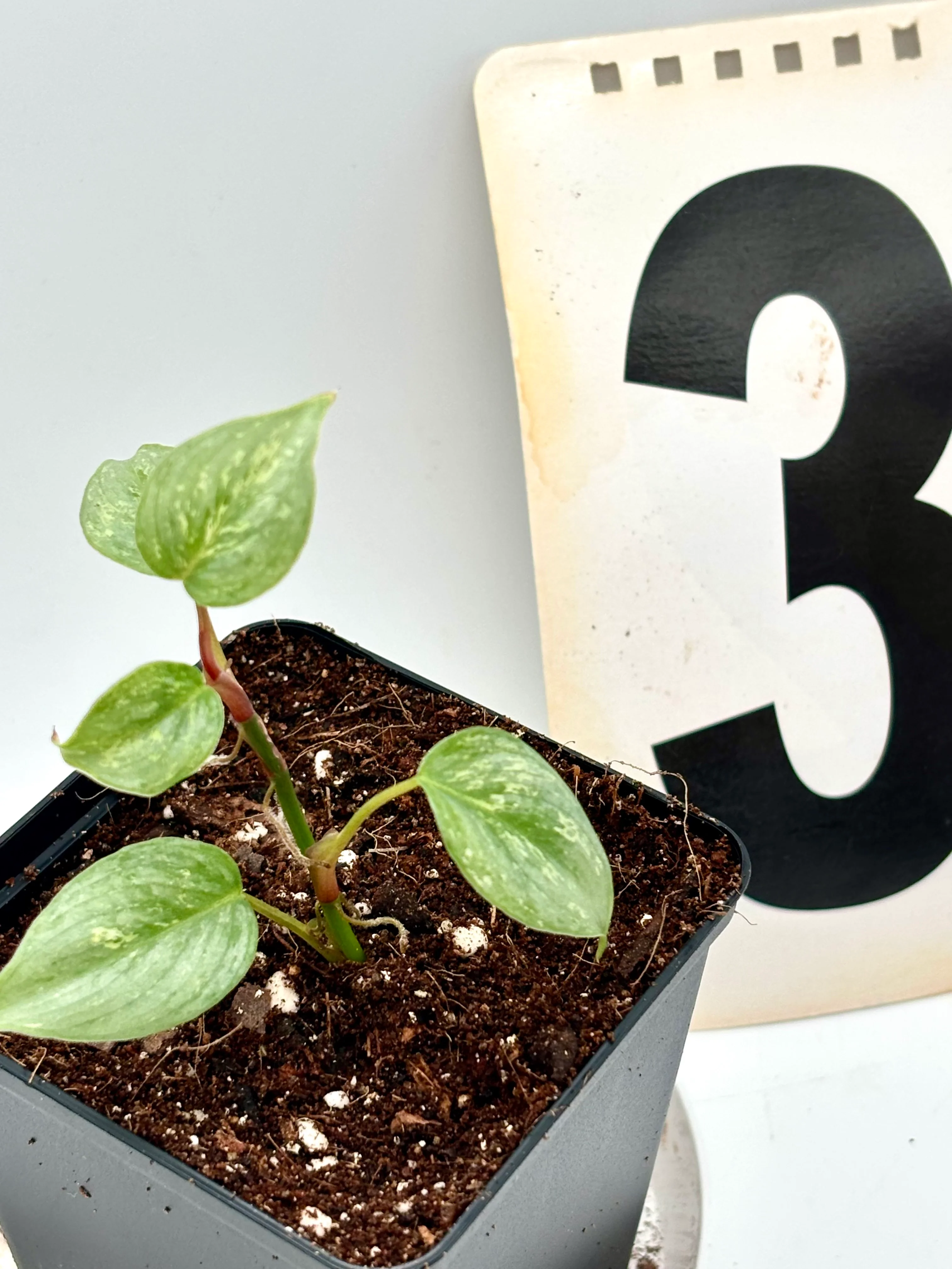 Philodendron Sodiroi Variegata - Image 4