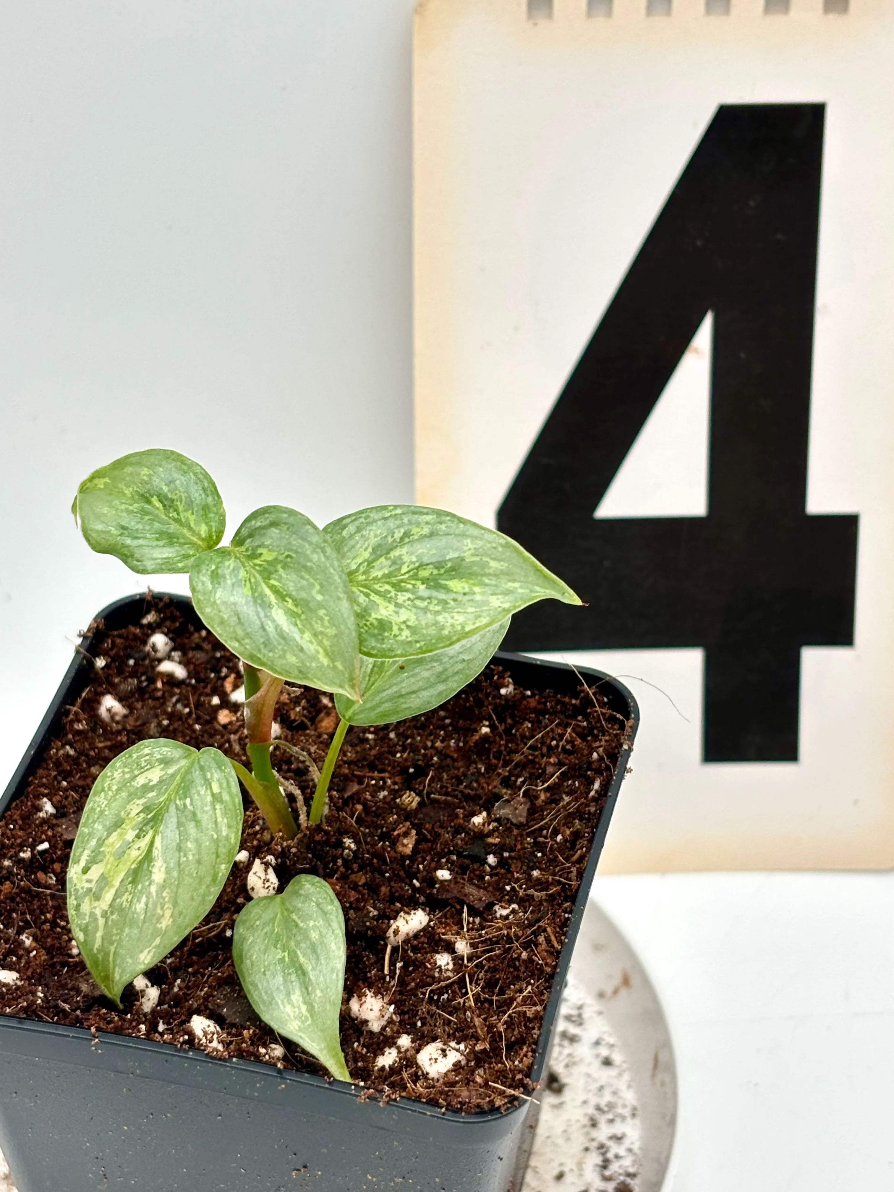Philodendron Sodiroi Variegata - Image 5