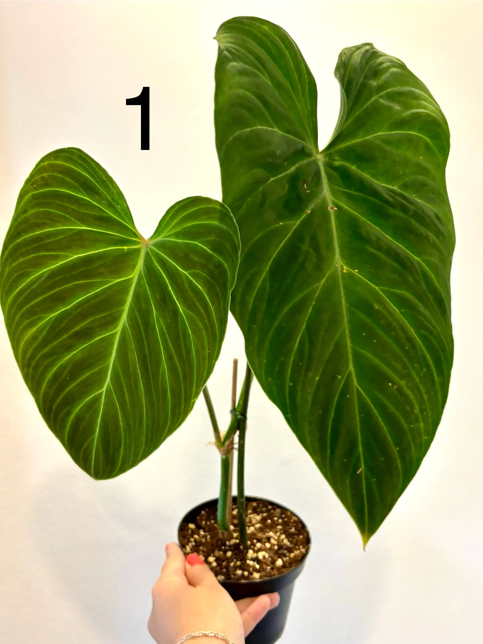 Philodendron Splendid