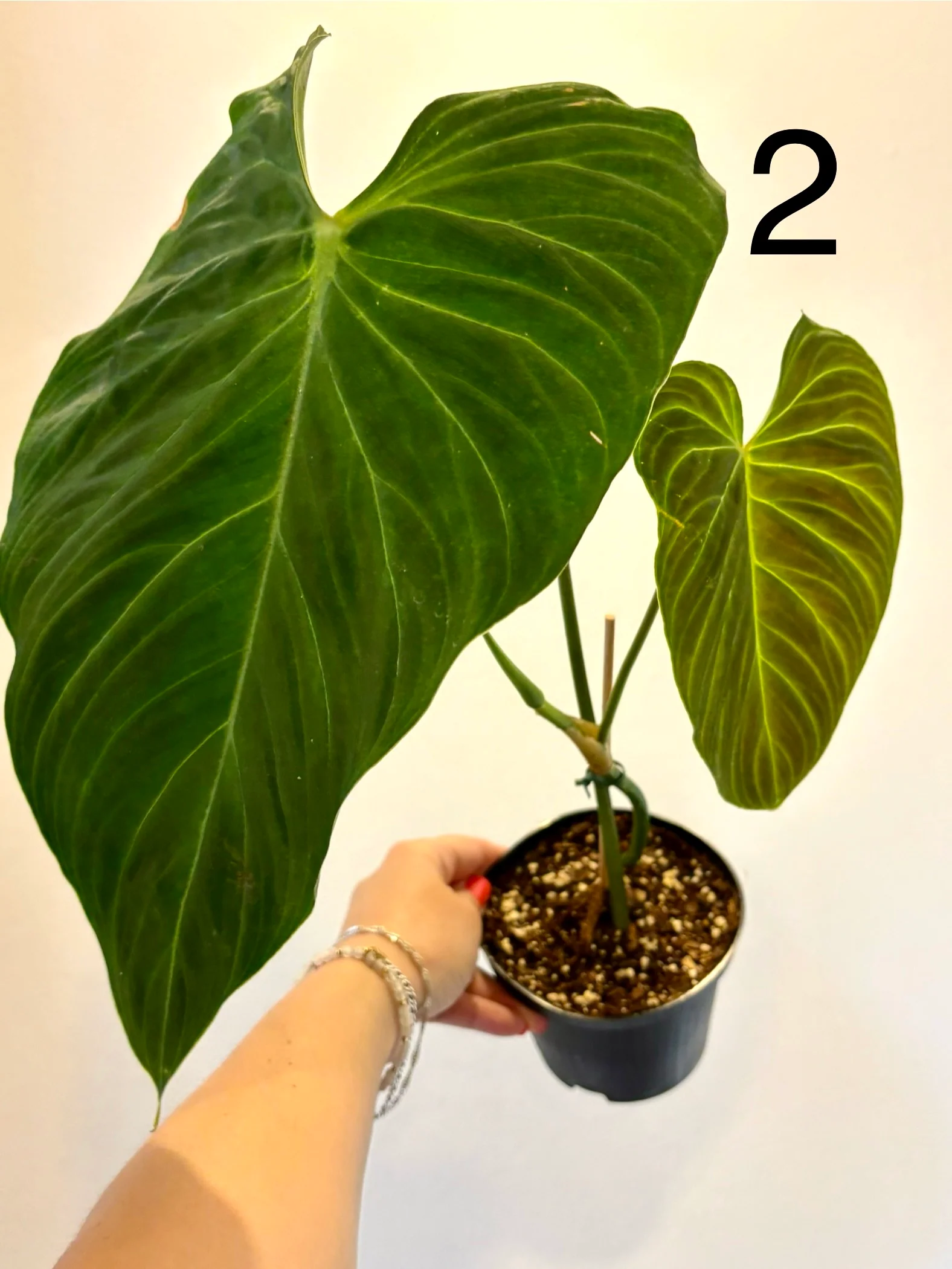 Philodendron Splendid - Image 2