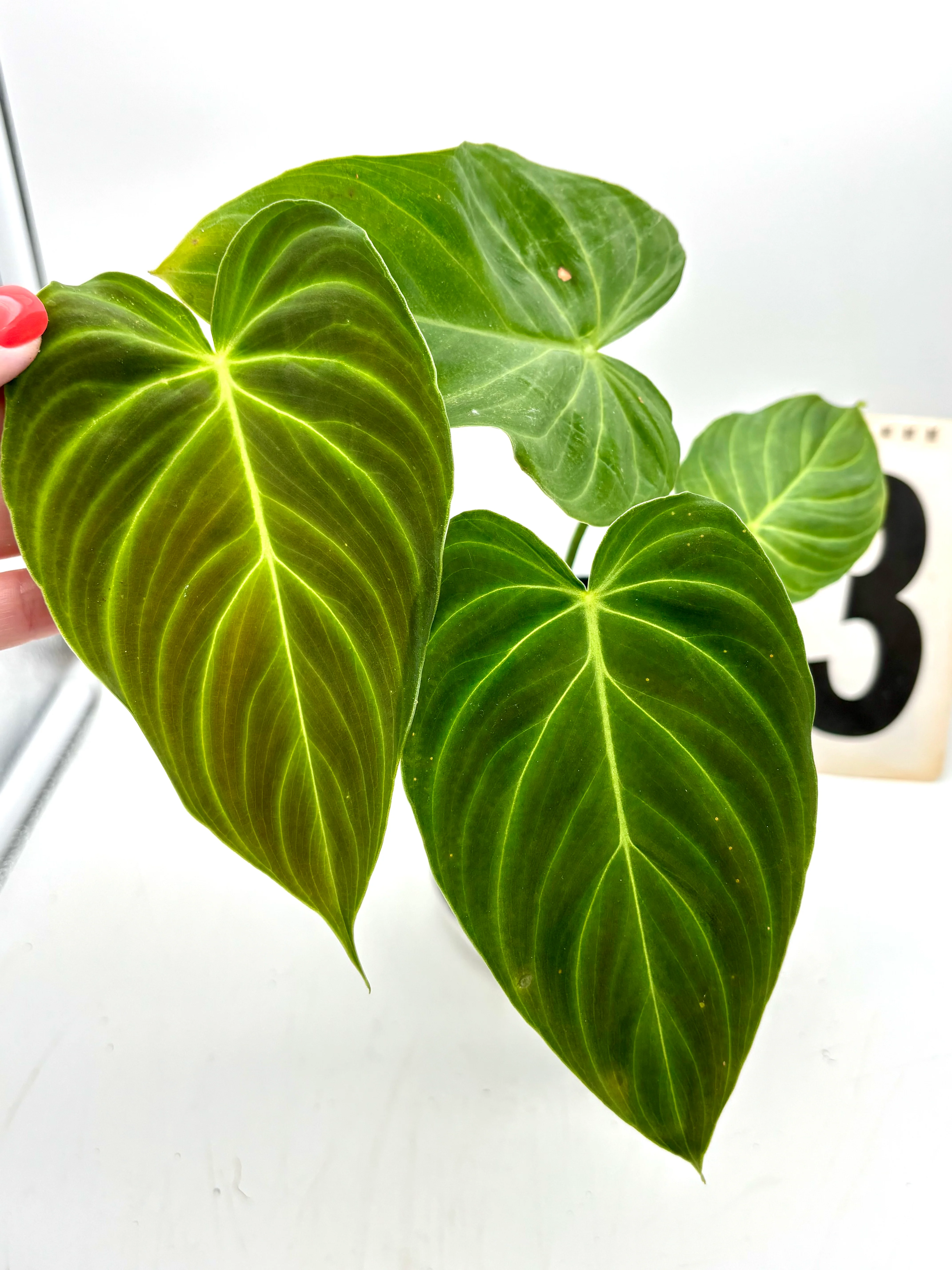 Philodendron Splendid - Image 3