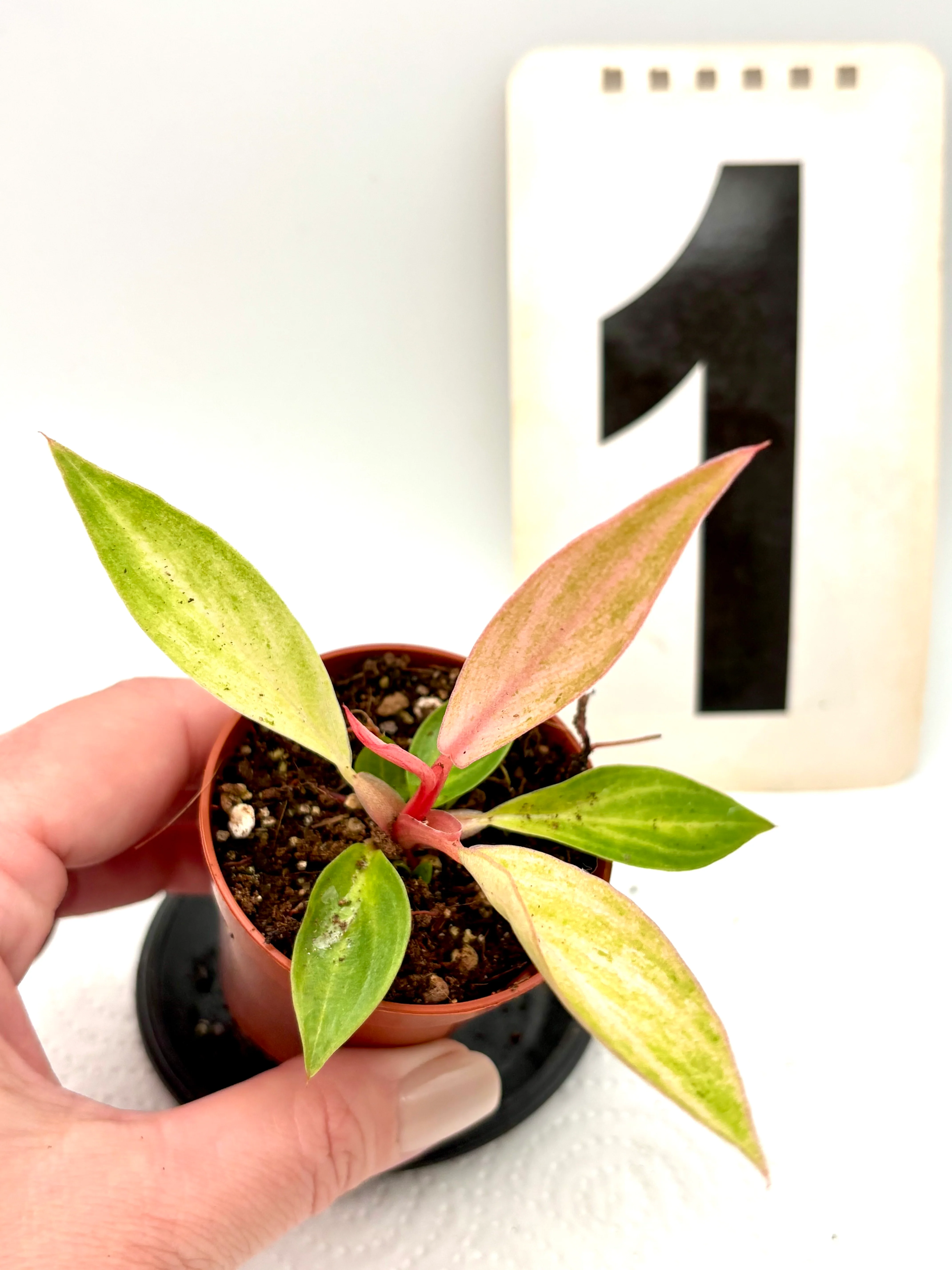 Philodendron
