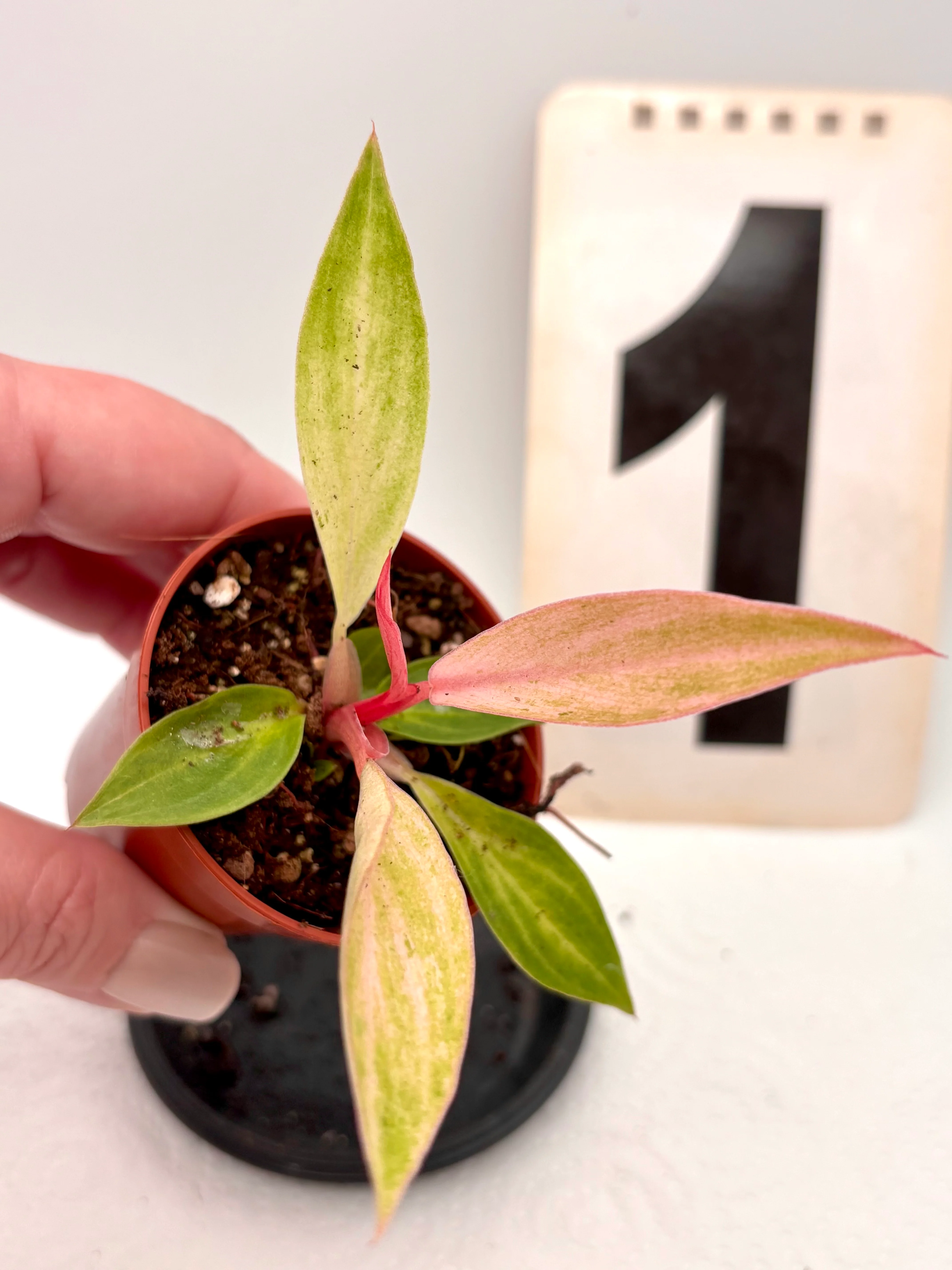Philodendron Strawberry Caramel Variegata - Image 2