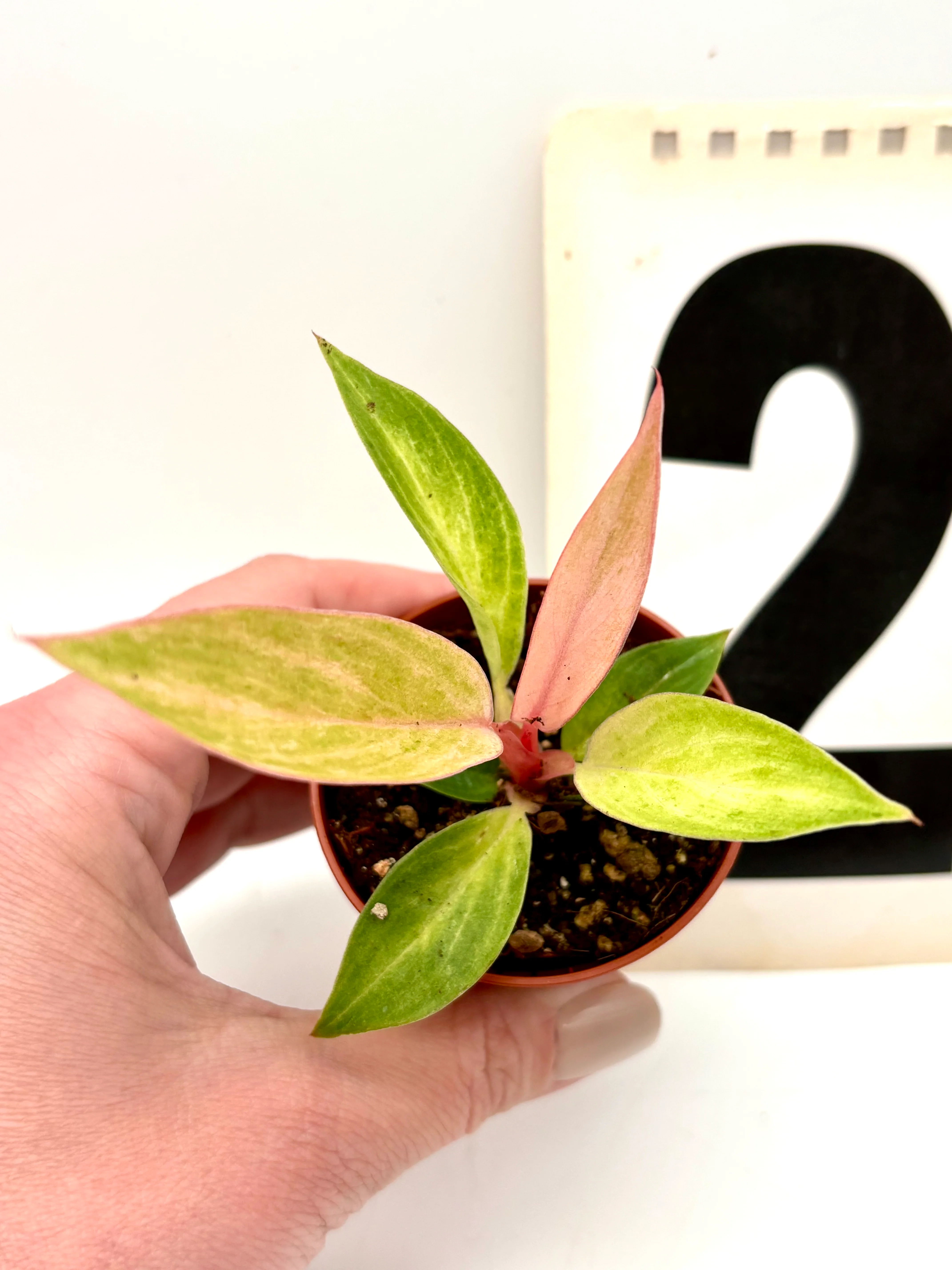 Philodendron Strawberry Caramel Variegata - Image 3