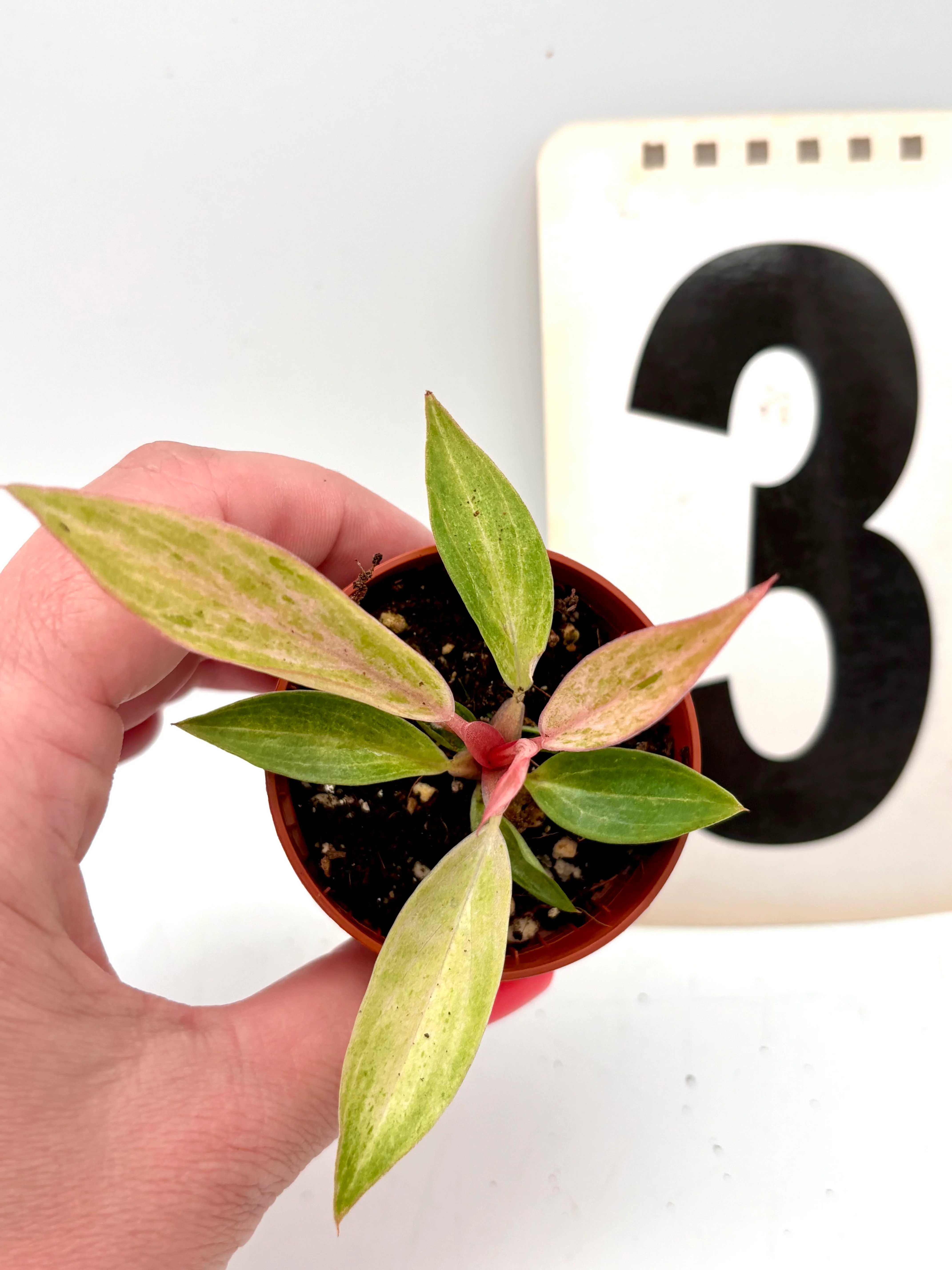 Philodendron Strawberry Caramel Variegata - Image 4