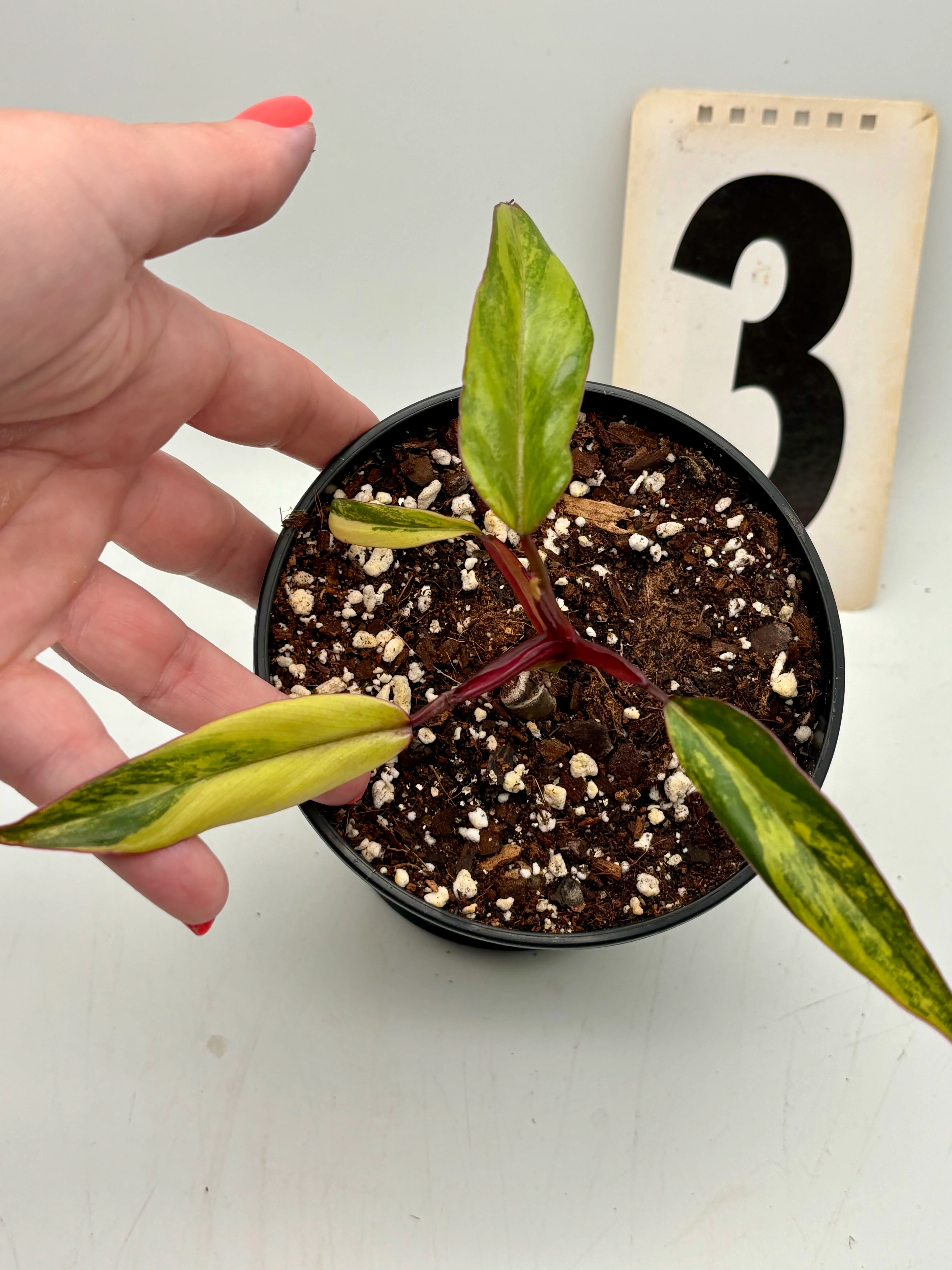 Philodendron Strawberry Shake - Image 3