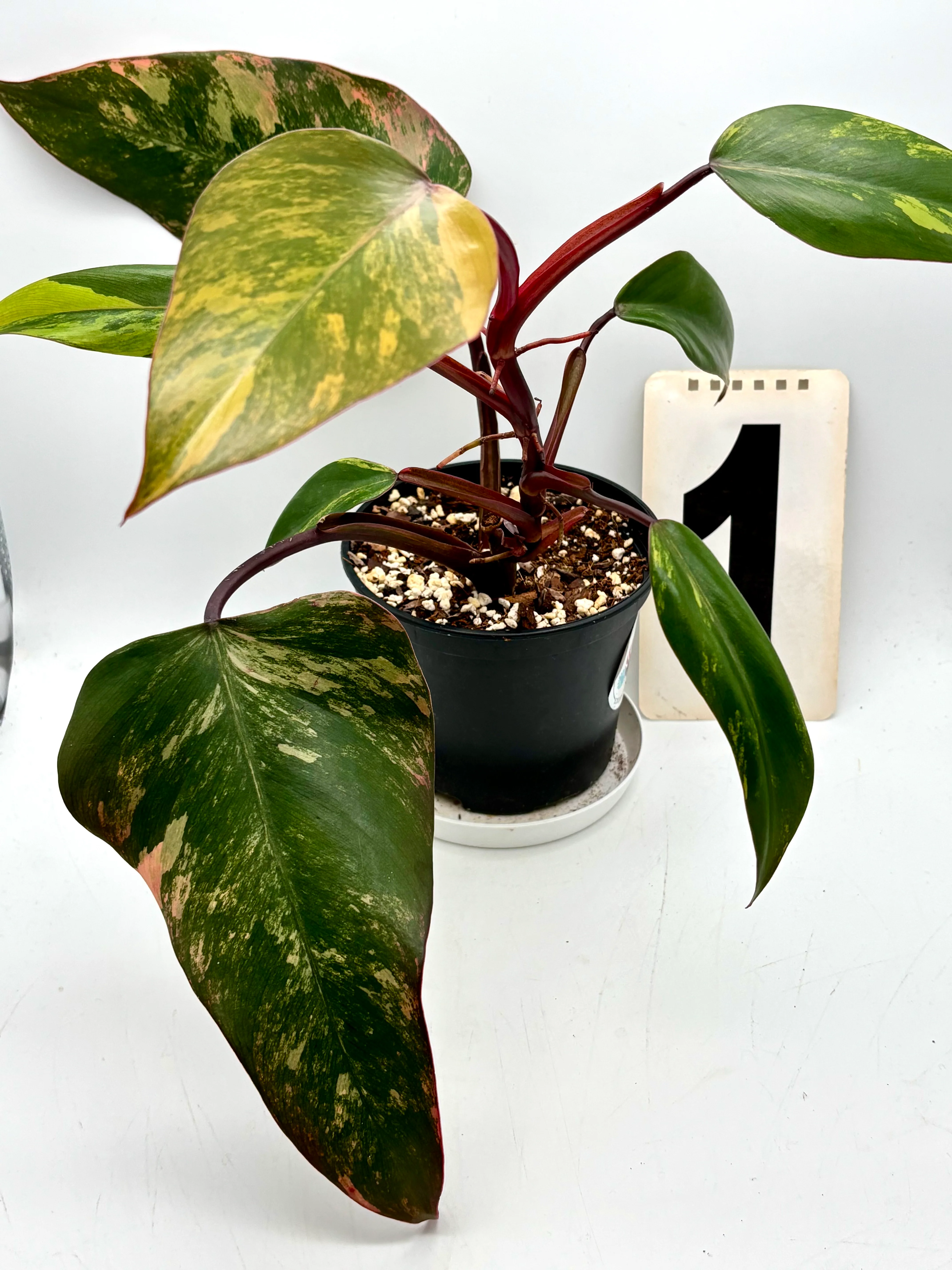 Philodendron Strawberry Shake - Image 4