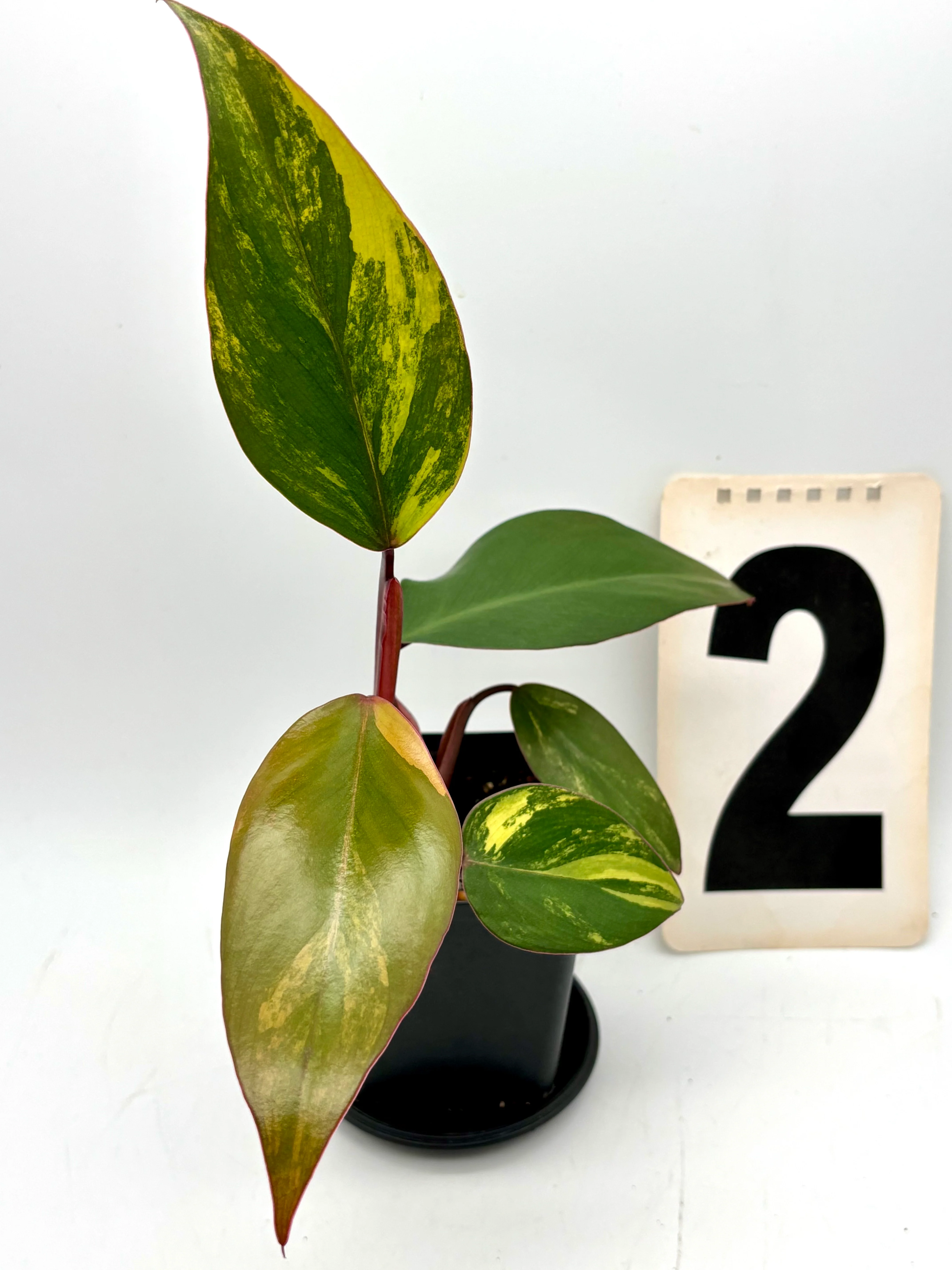 Philodendron Strawberry Shake - Image 5