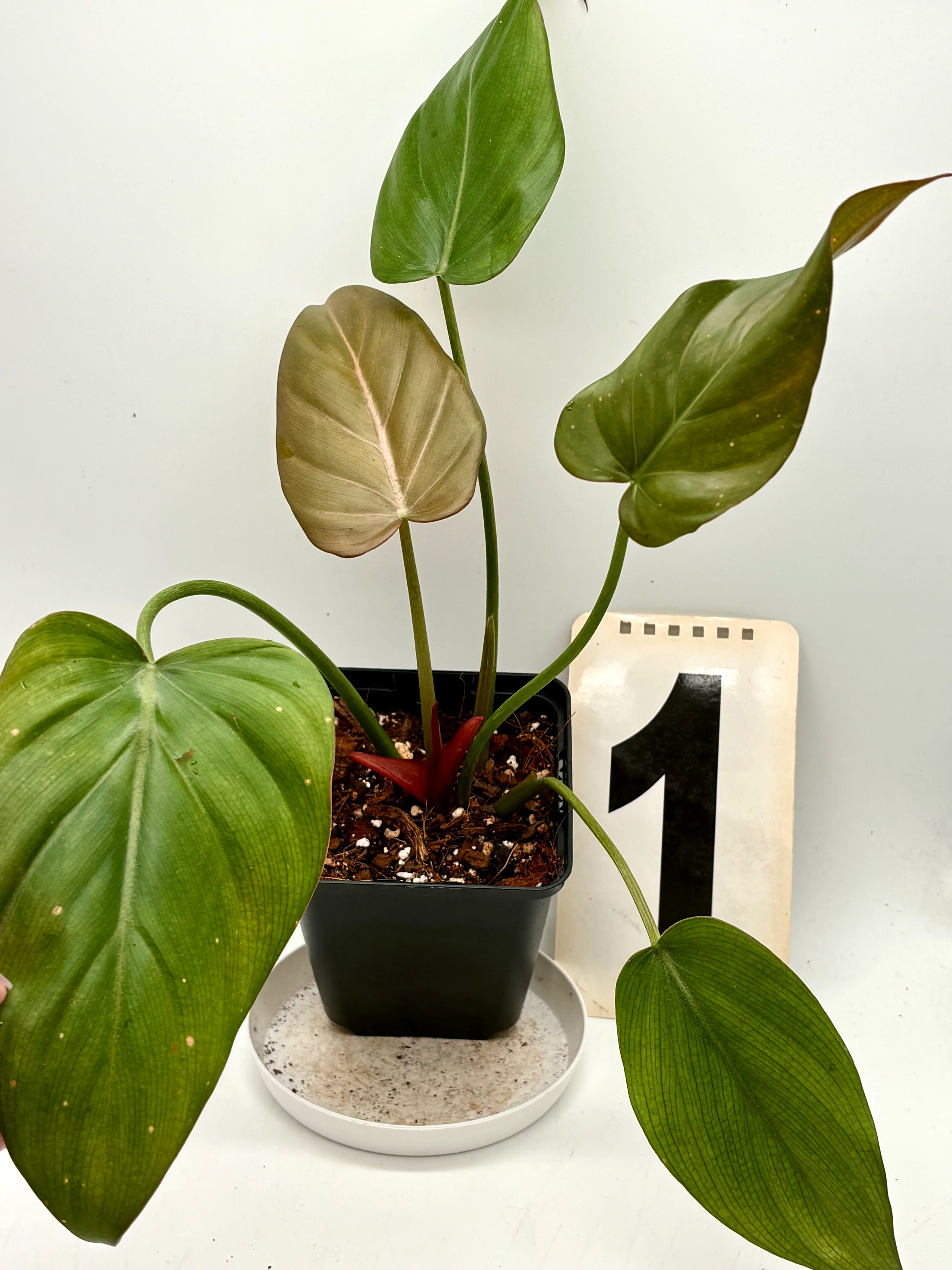 Philodendron Summer Glori