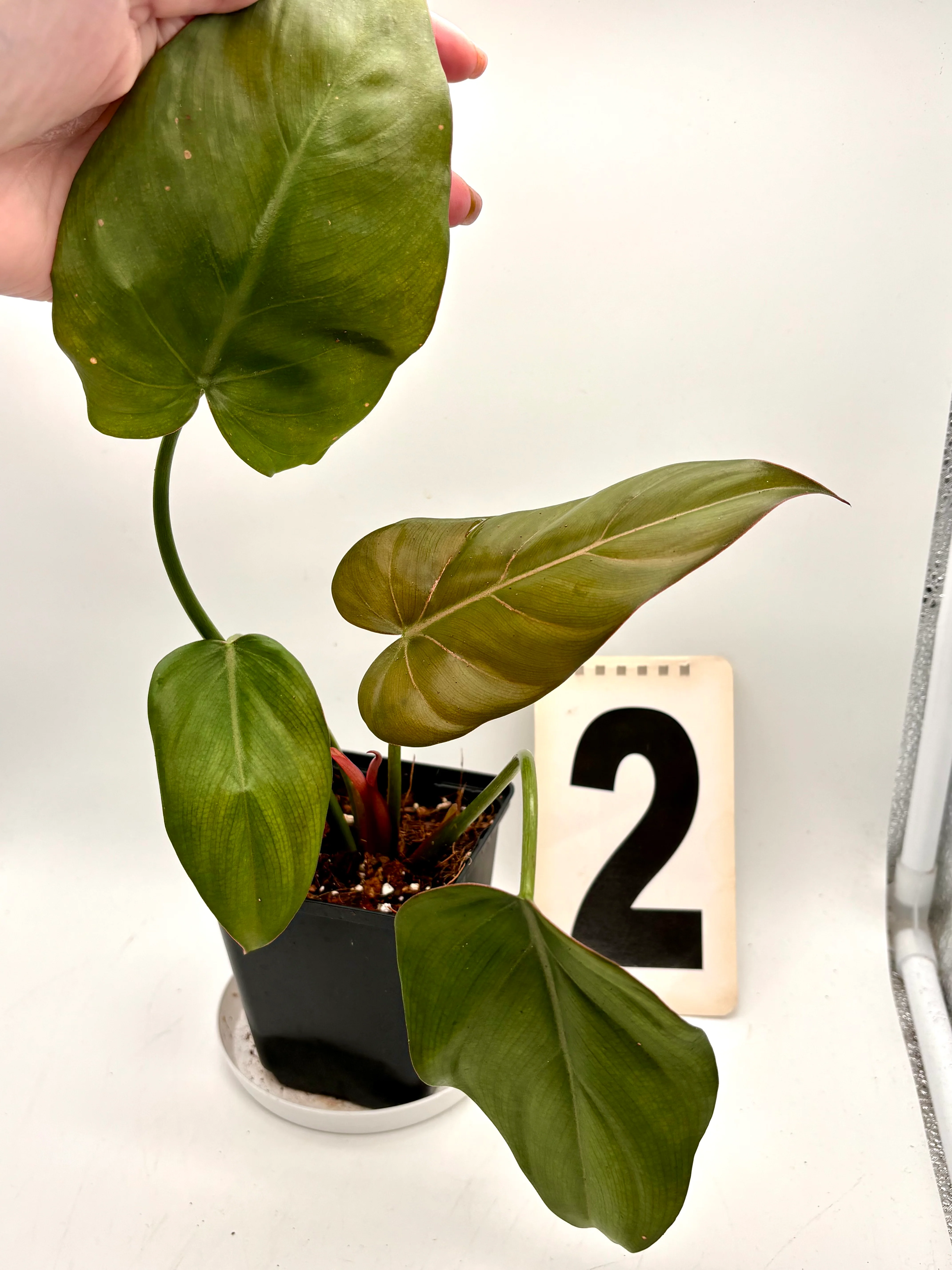 Philodendron Summer Glori - Image 2
