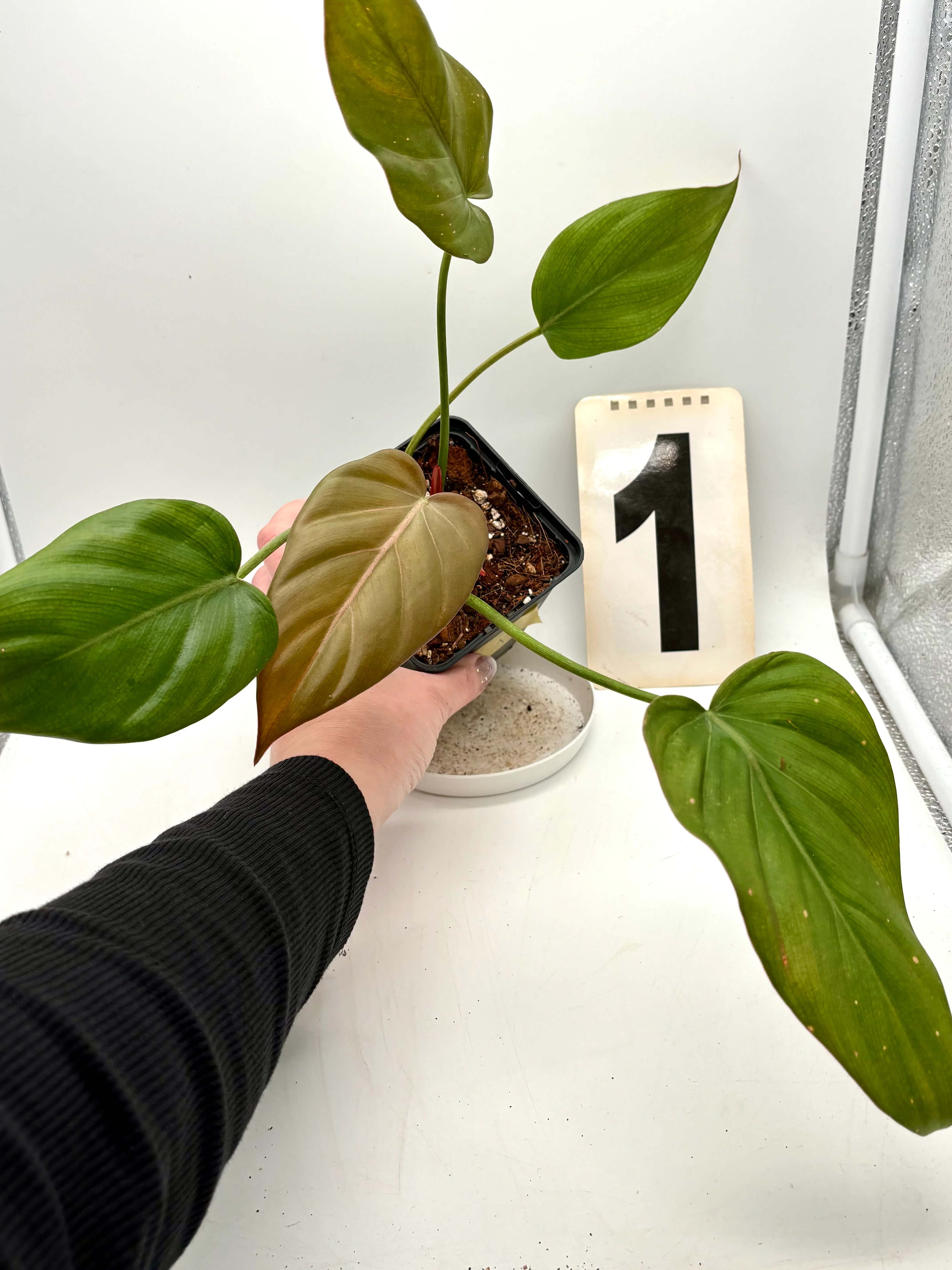 Philodendron Summer Glori - Image 3
