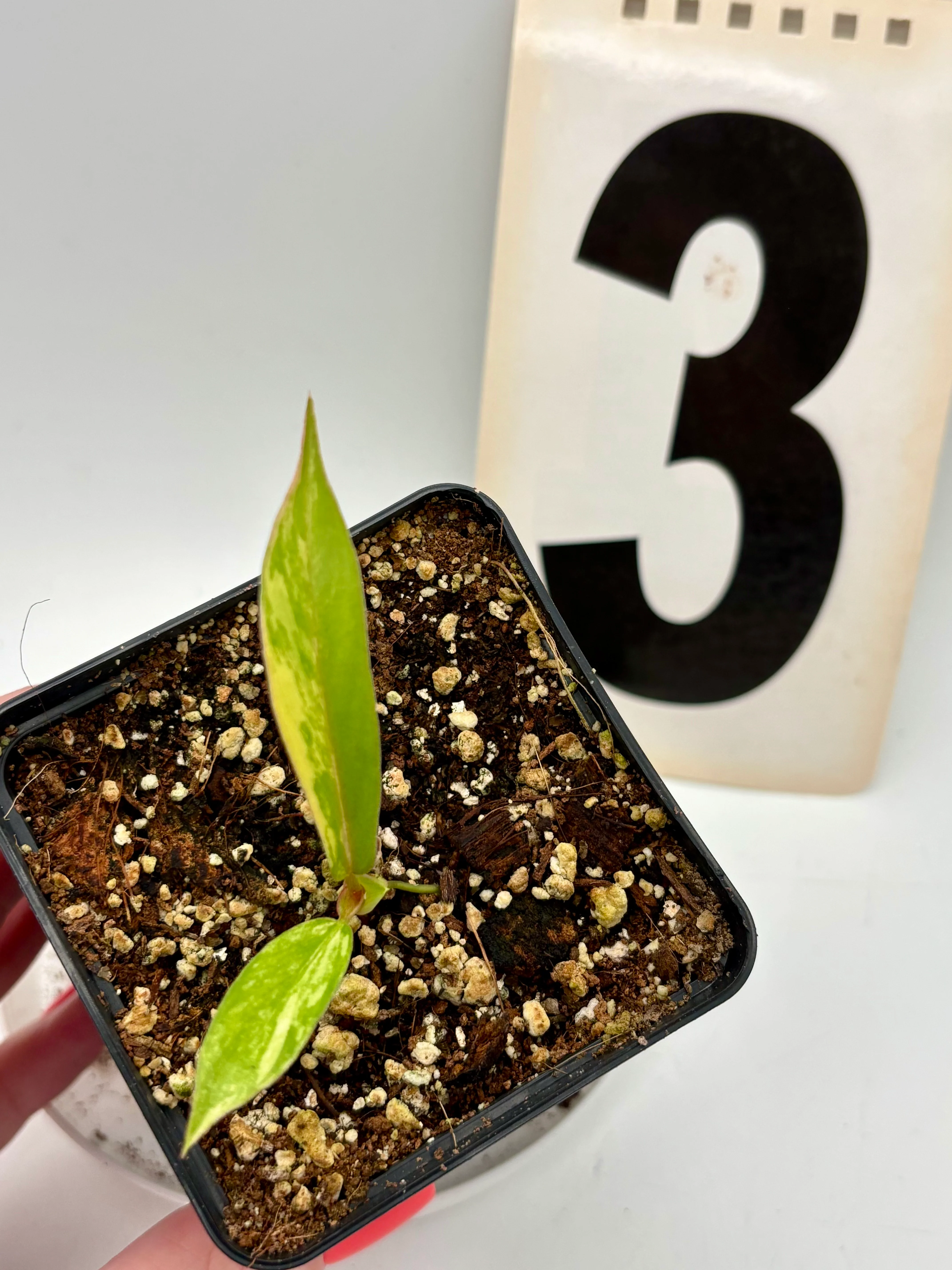 Philodendron Tortum Variegata x Florida Beauty - Image 3
