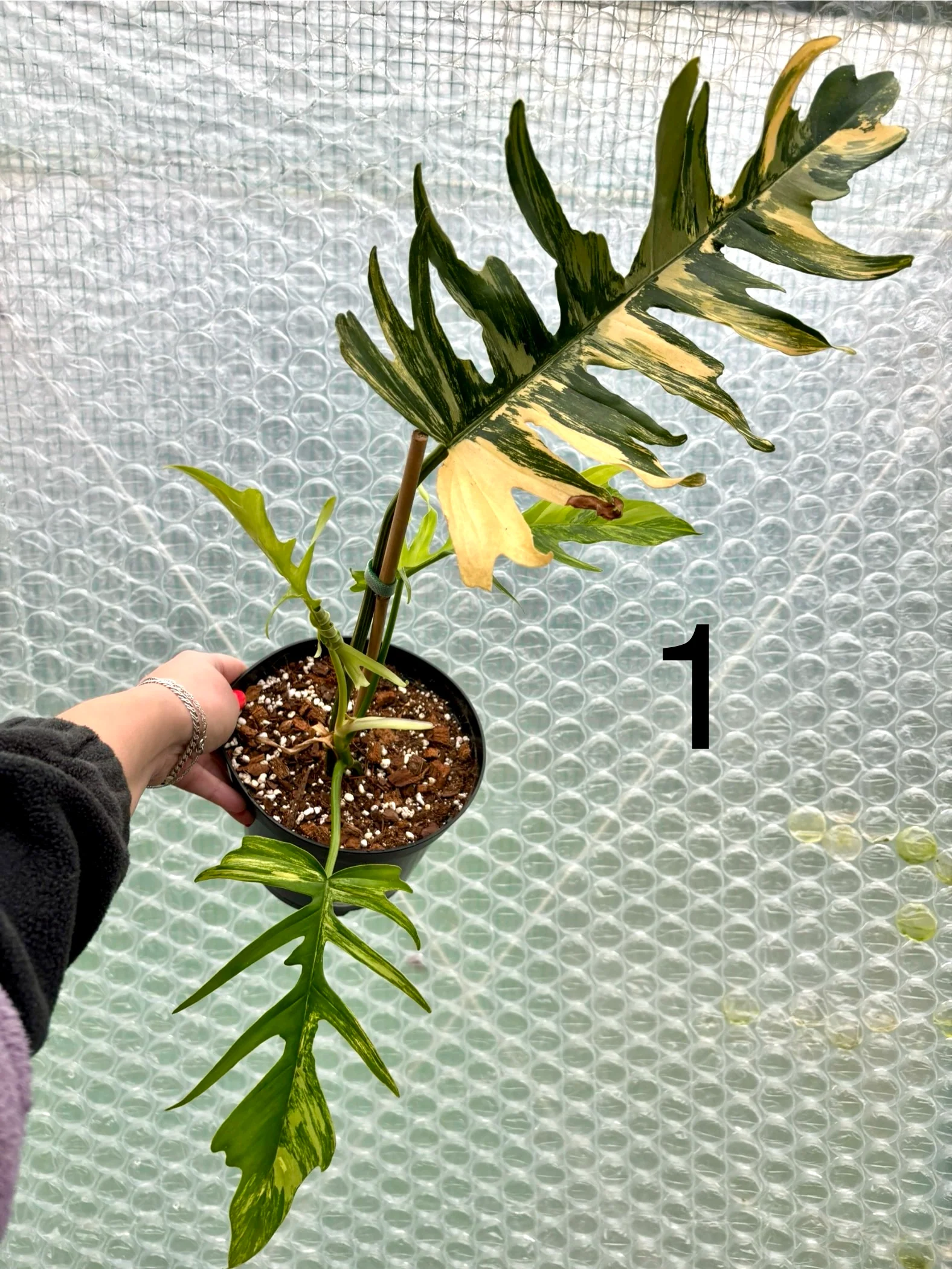 Philodendron Tortum Variegata x Florida Beauty - Image 4