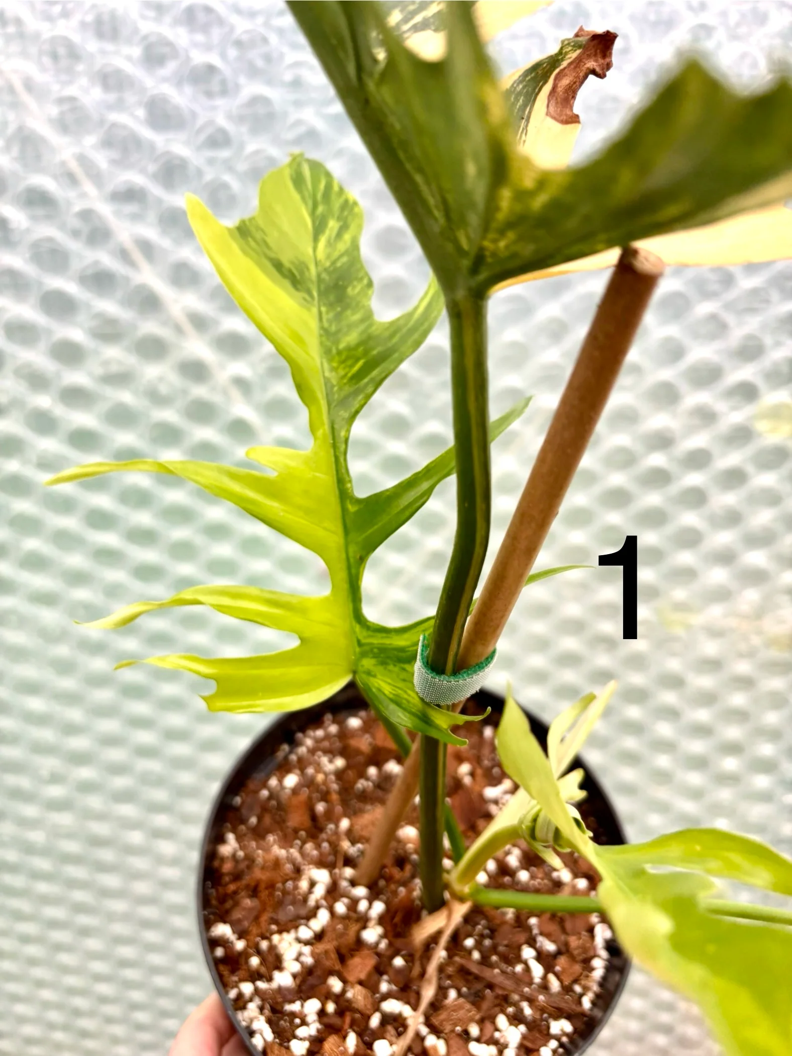 Philodendron Tortum Variegata x Florida Beauty - Image 5