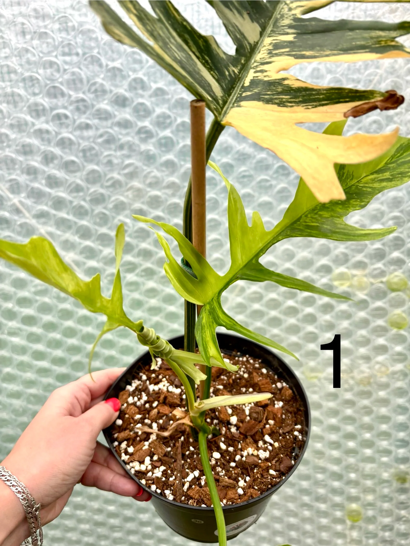 Philodendron Tortum Variegata x Florida Beauty - Image 6