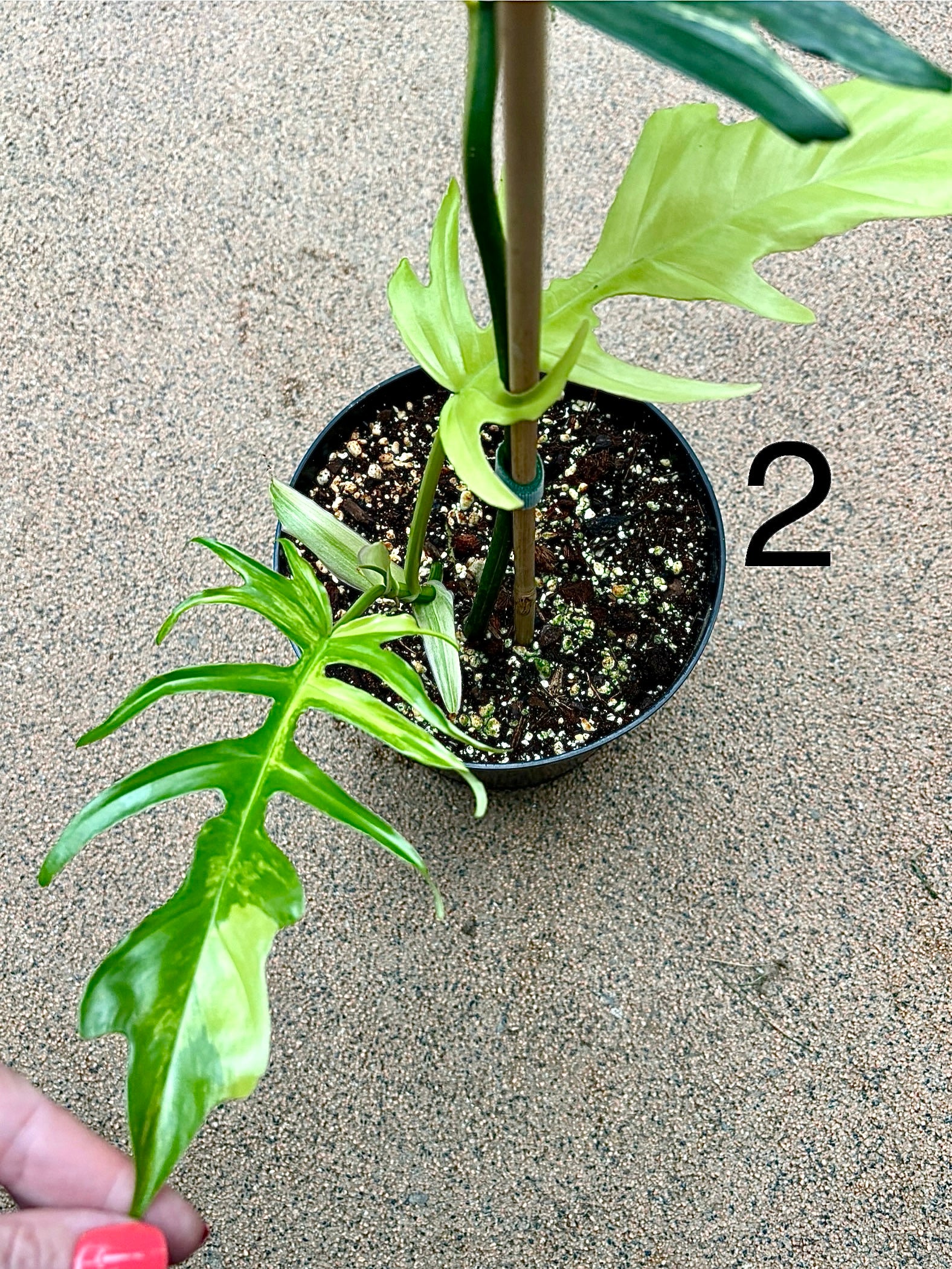 Philodendron Tortum Variegata x Florida Beauty - Image 7