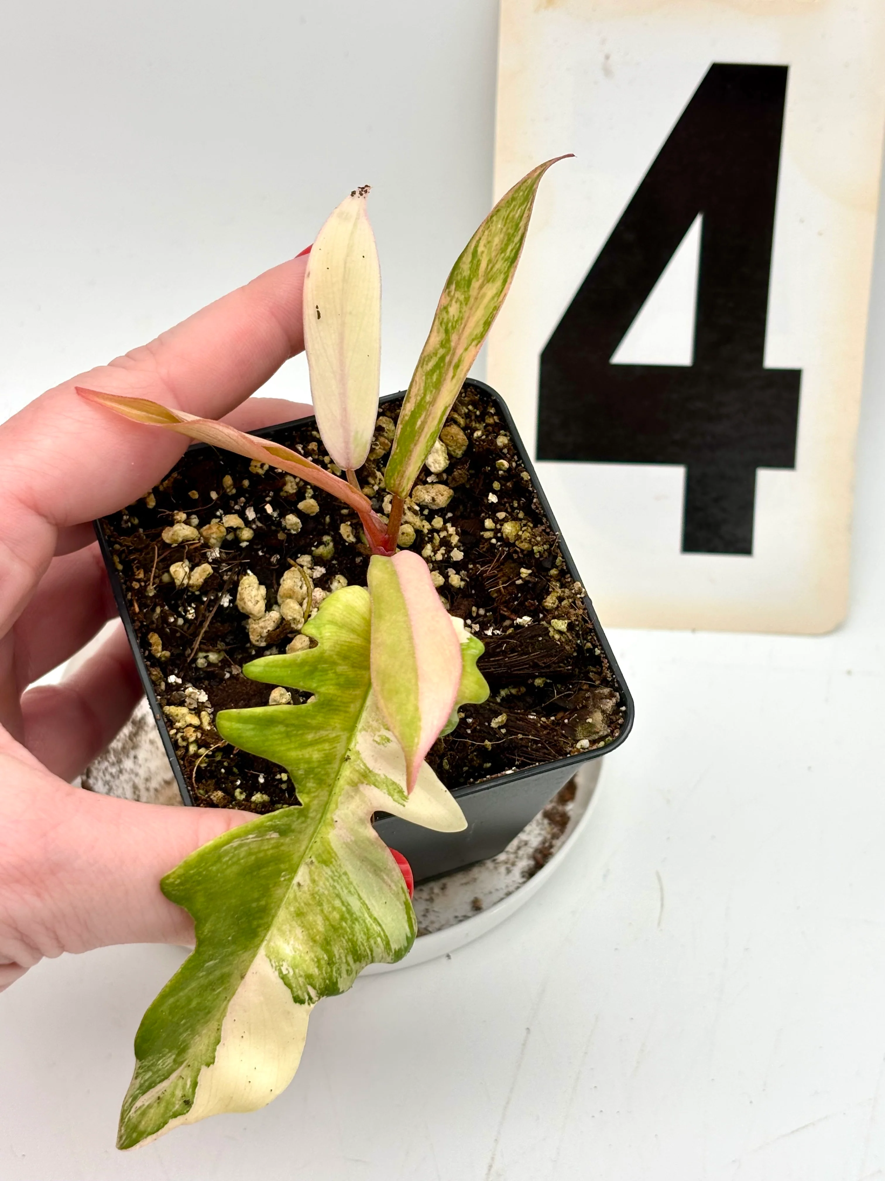 Philodendron Tortum Variegata x Florida Beauty - Image 8