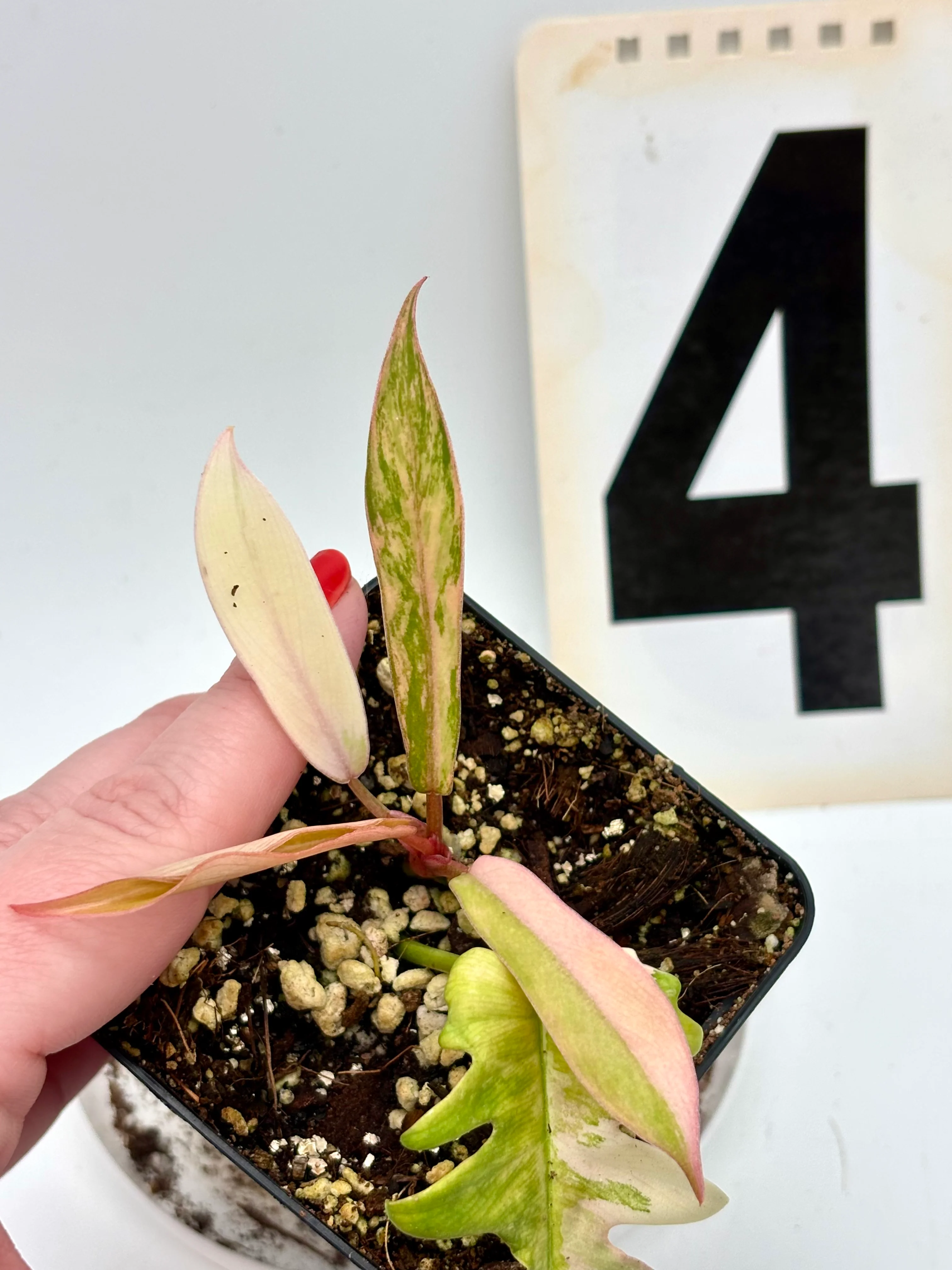 Philodendron Tortum Variegata x Florida Beauty - Image 9