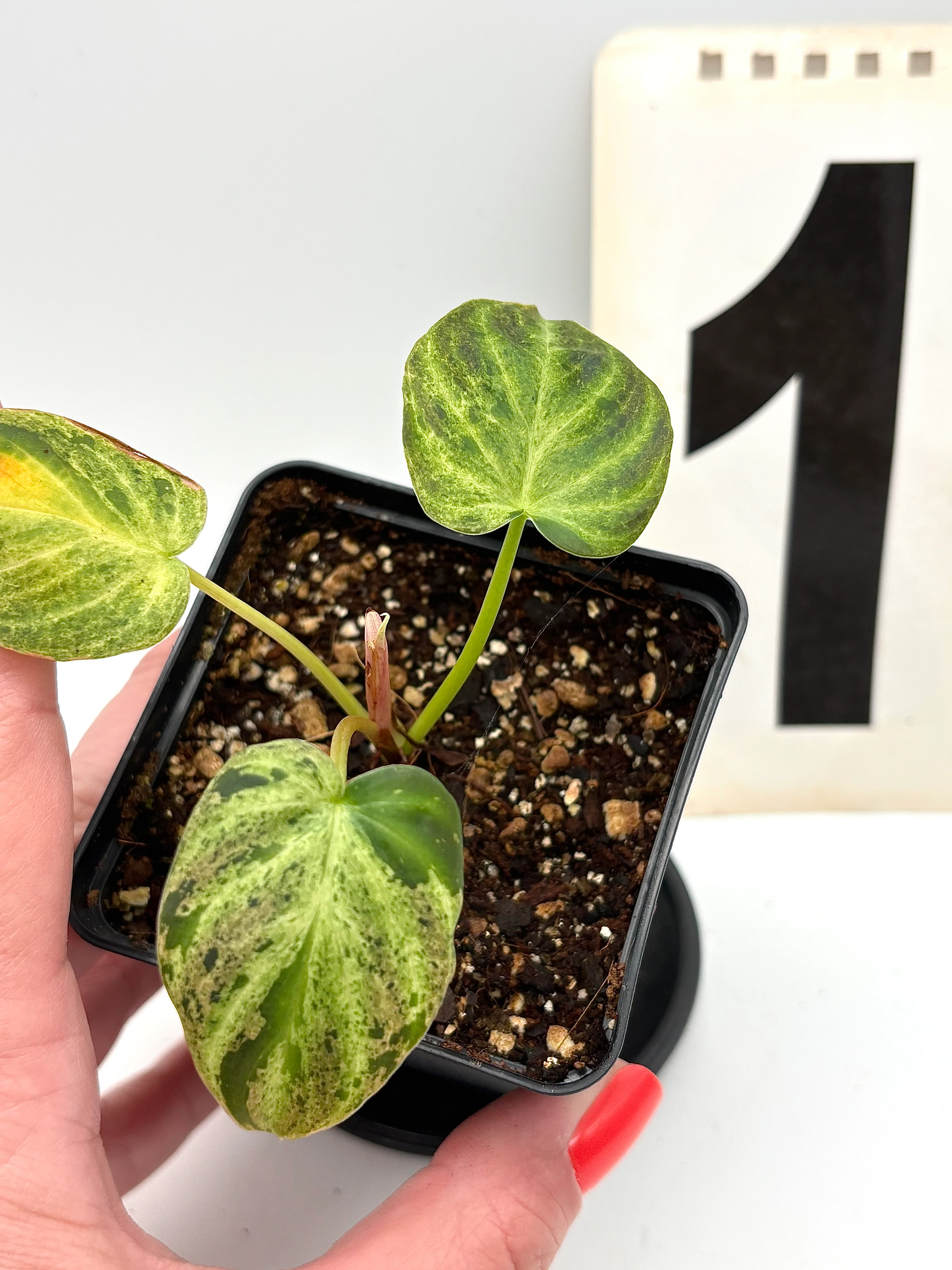 Philodendron Verrucosum Mint Variegata