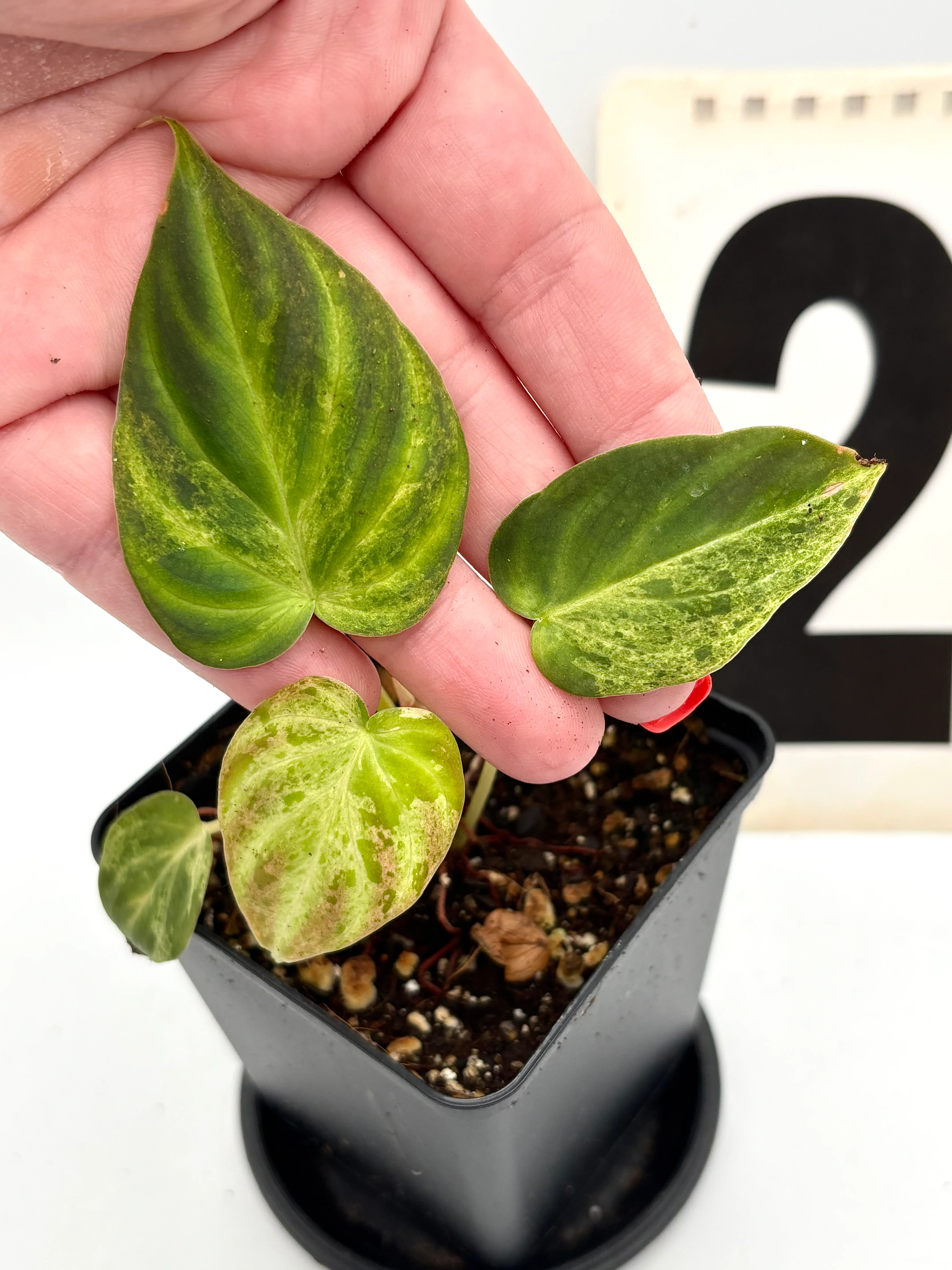 Philodendron Verrucosum Mint Variegata - Image 2
