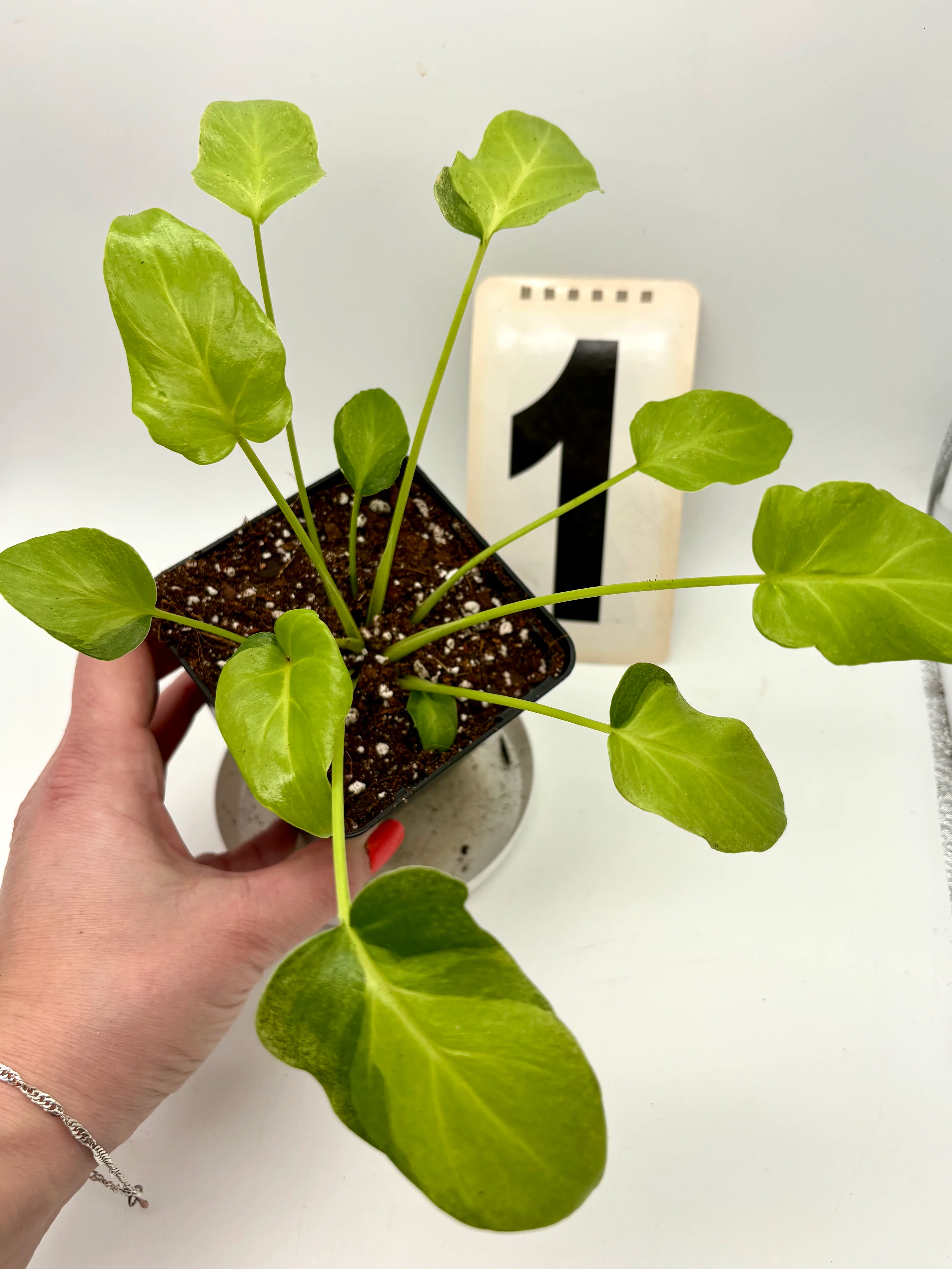 Philodendron Xanadu Dwarf Variegata