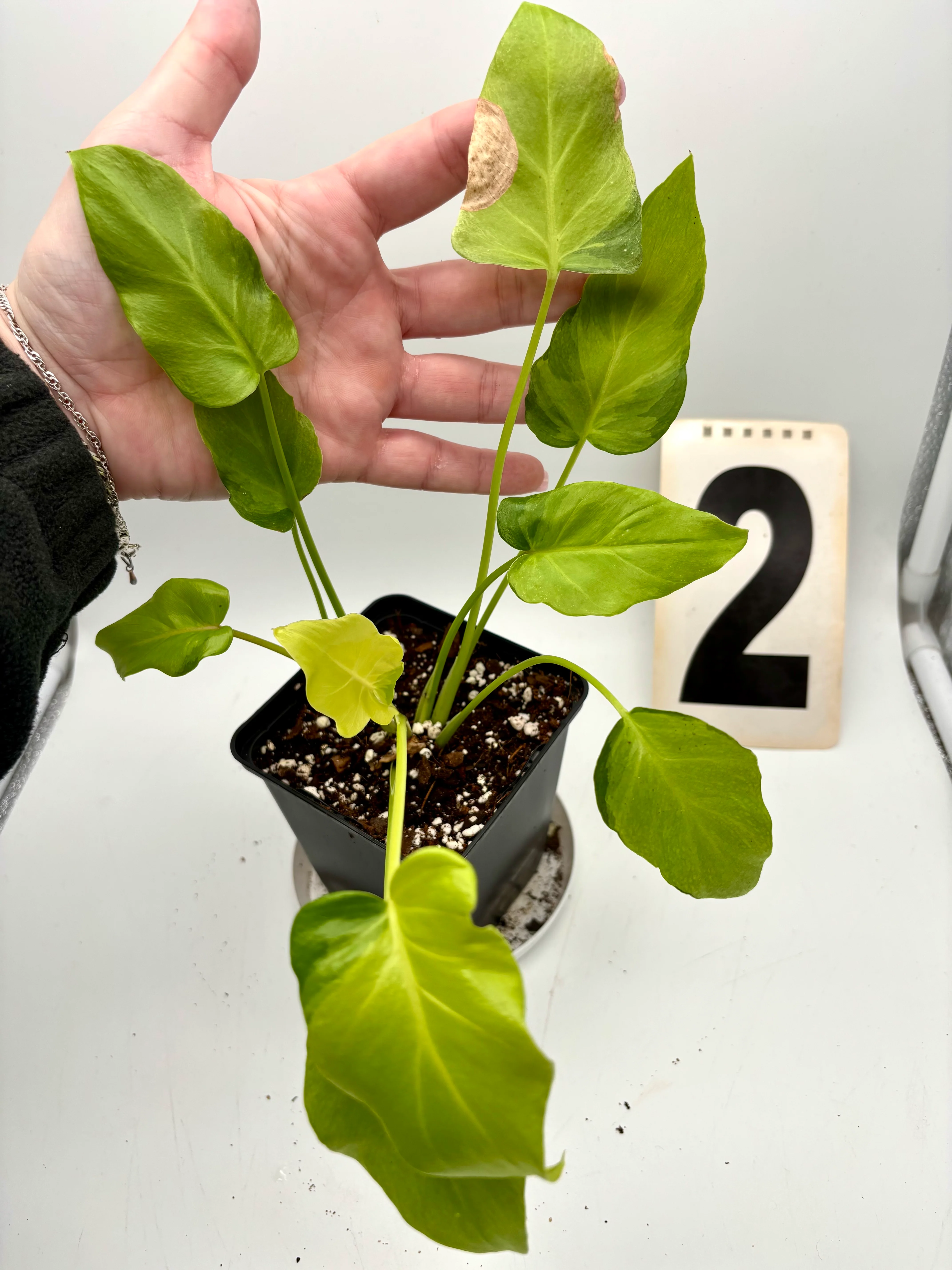 Philodendron Xanadu Dwarf Variegata - Image 2
