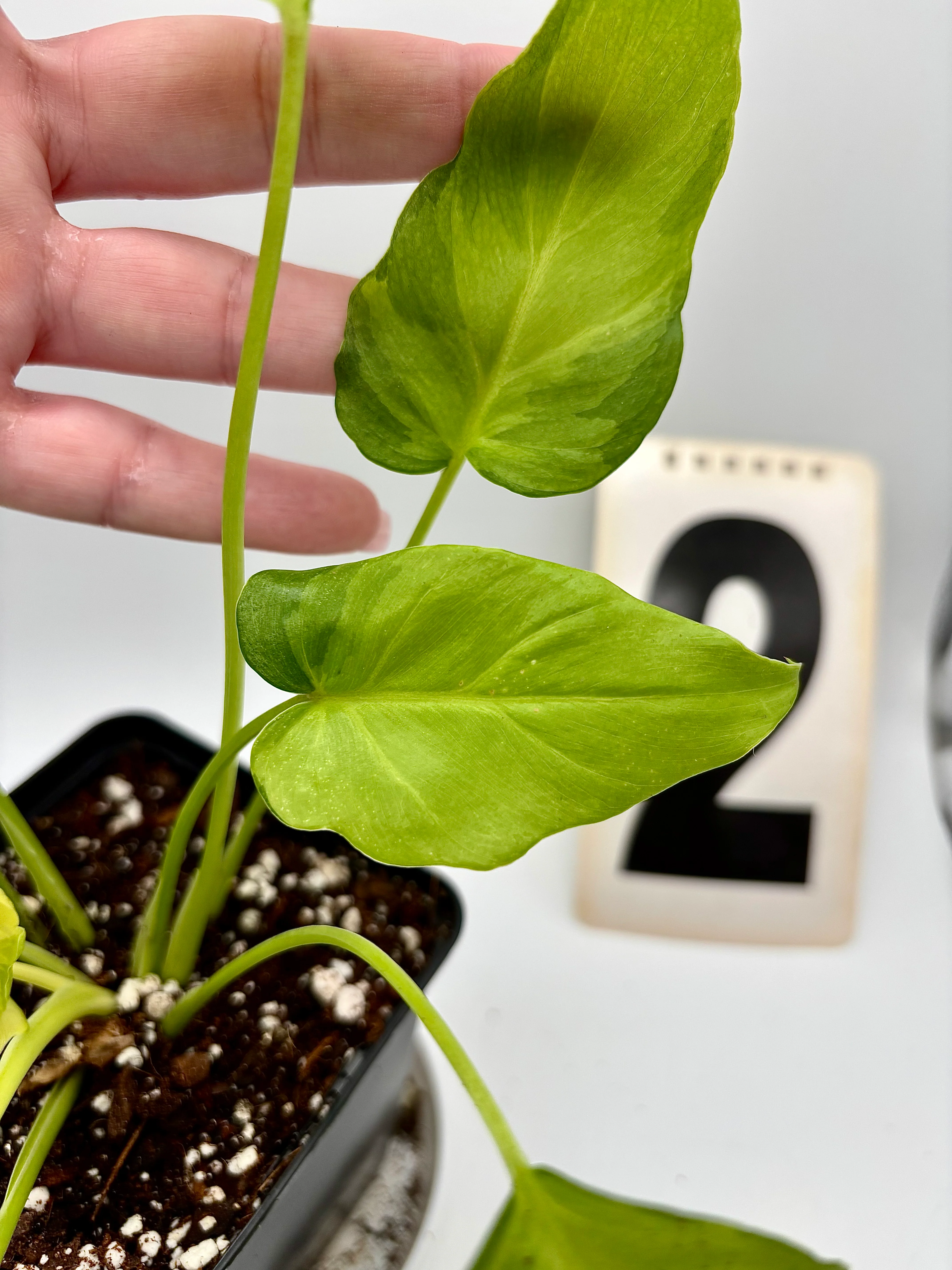Philodendron Xanadu Dwarf Variegata - Image 3