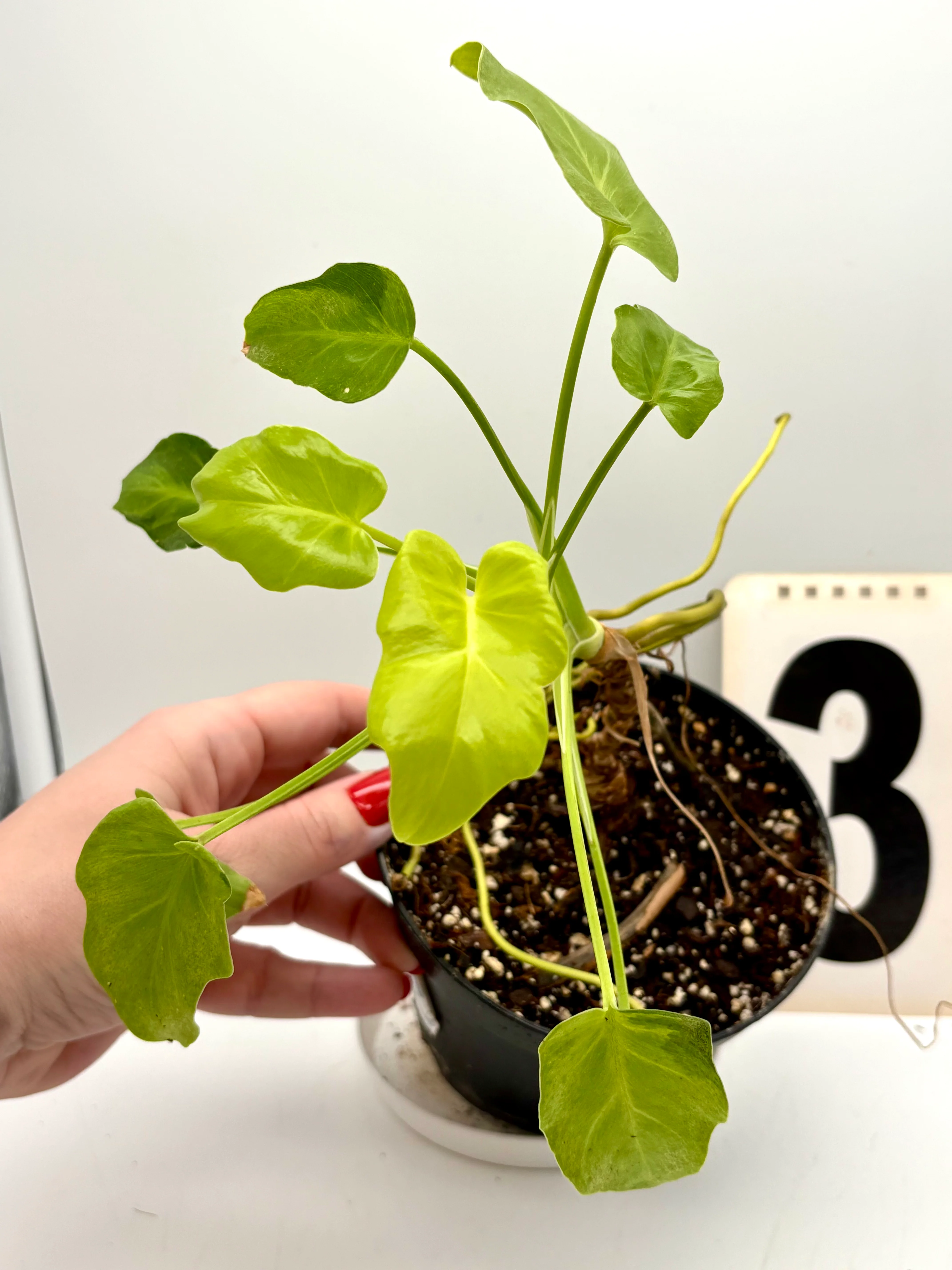 Philodendron Xanadu Dwarf Variegata - Image 4