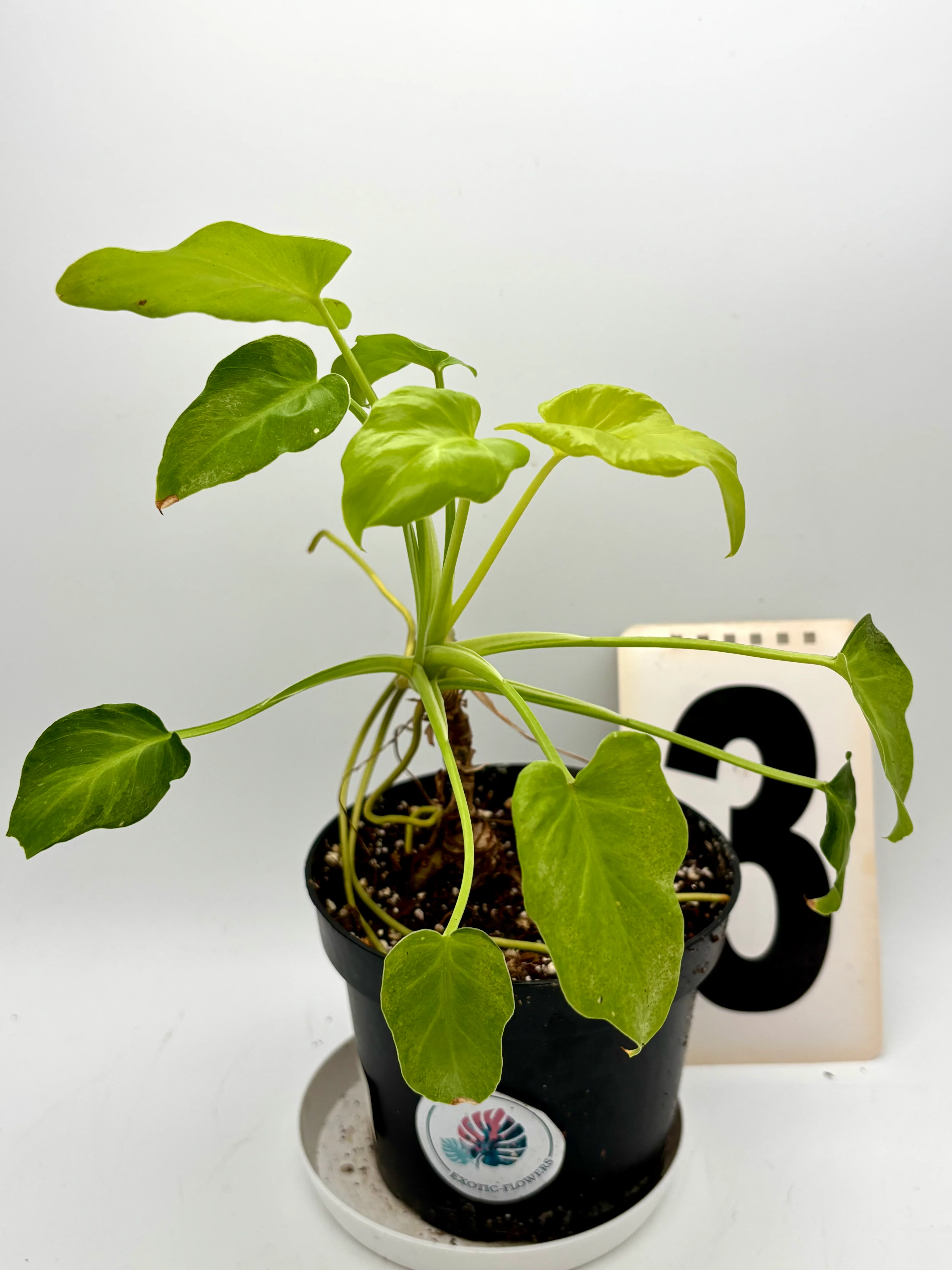 Philodendron Xanadu Dwarf Variegata - Image 5
