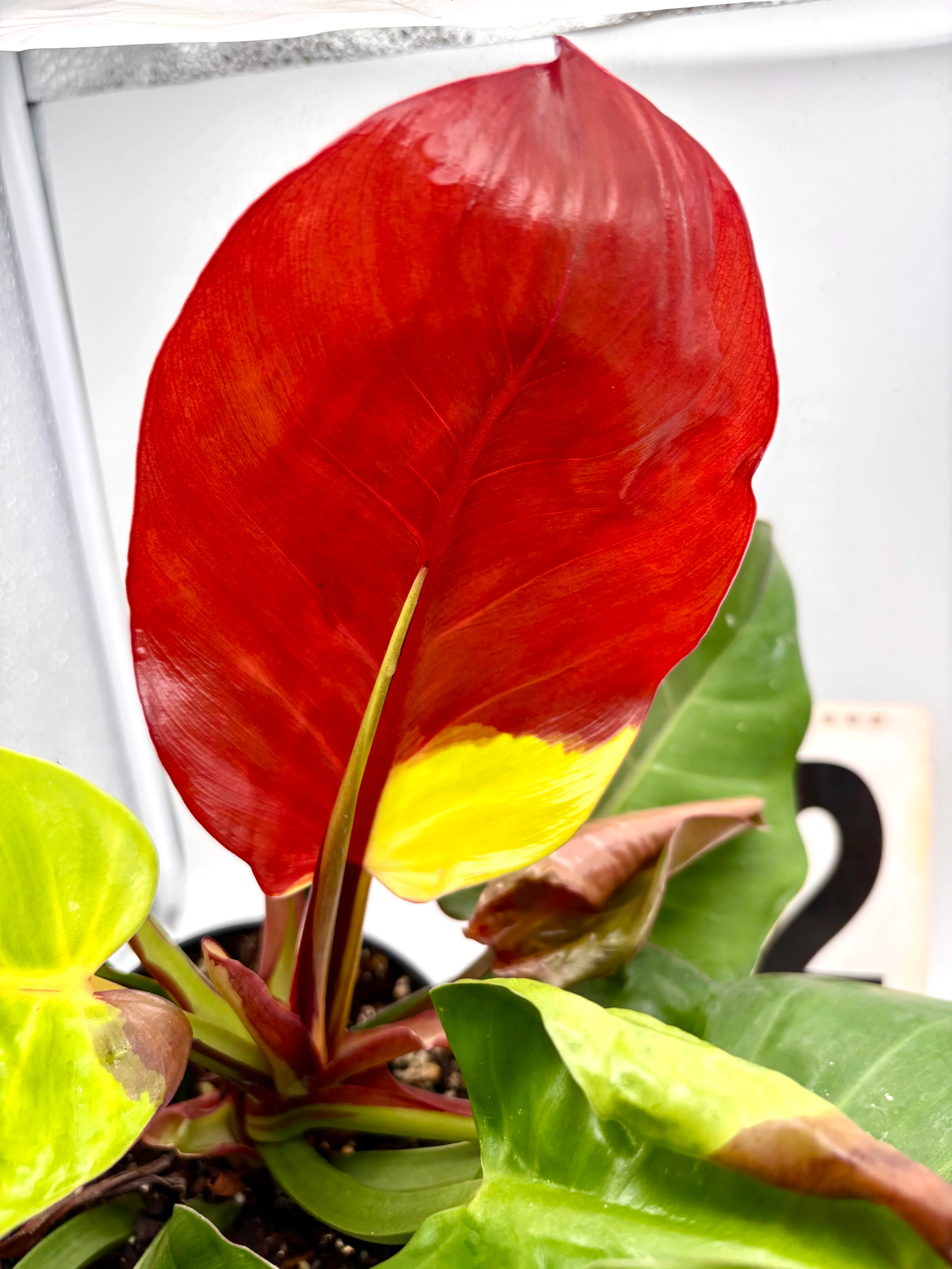 Philodendron Yellow Flame - Image 3