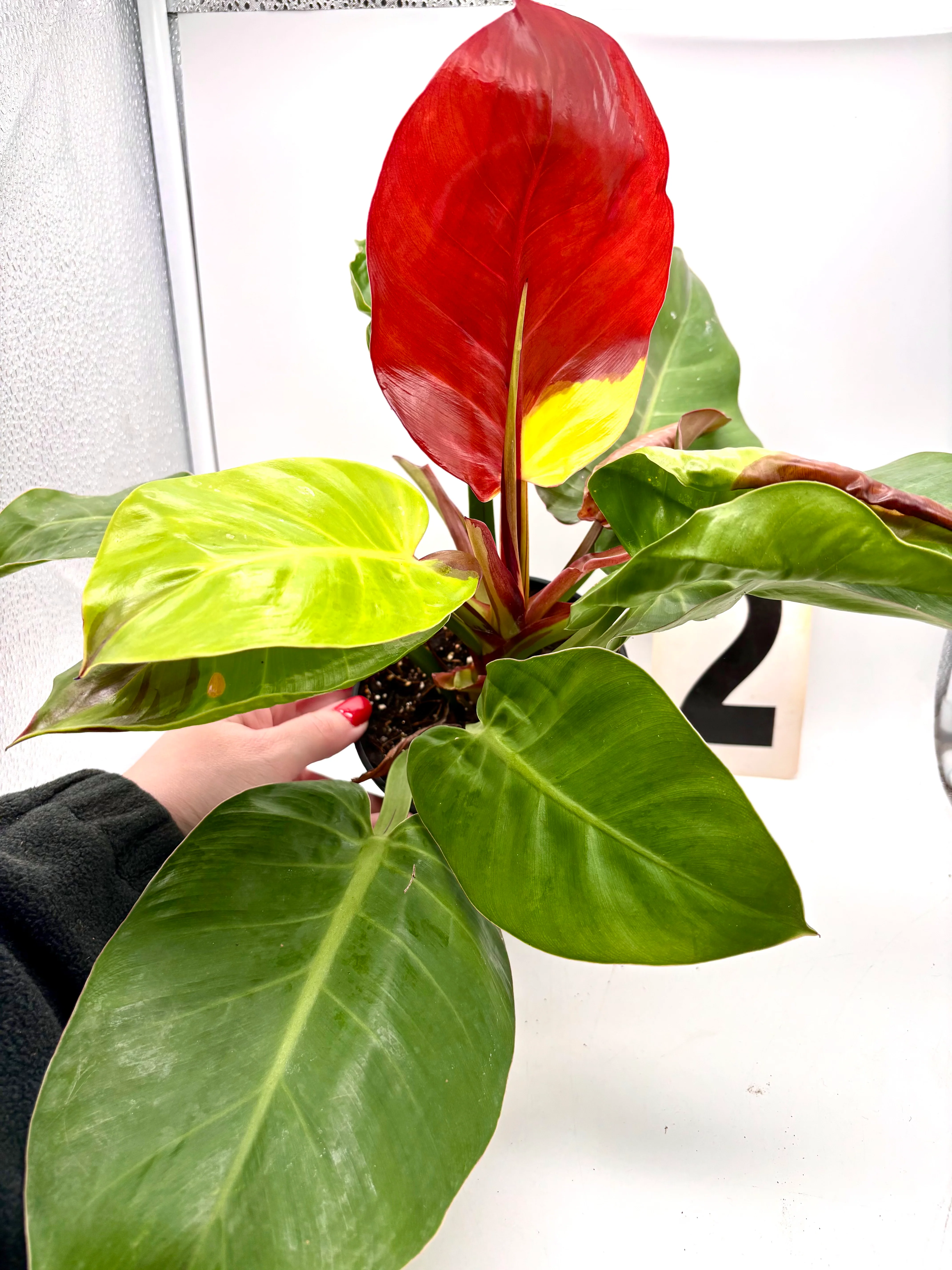 Philodendron Yellow Flame - Image 4