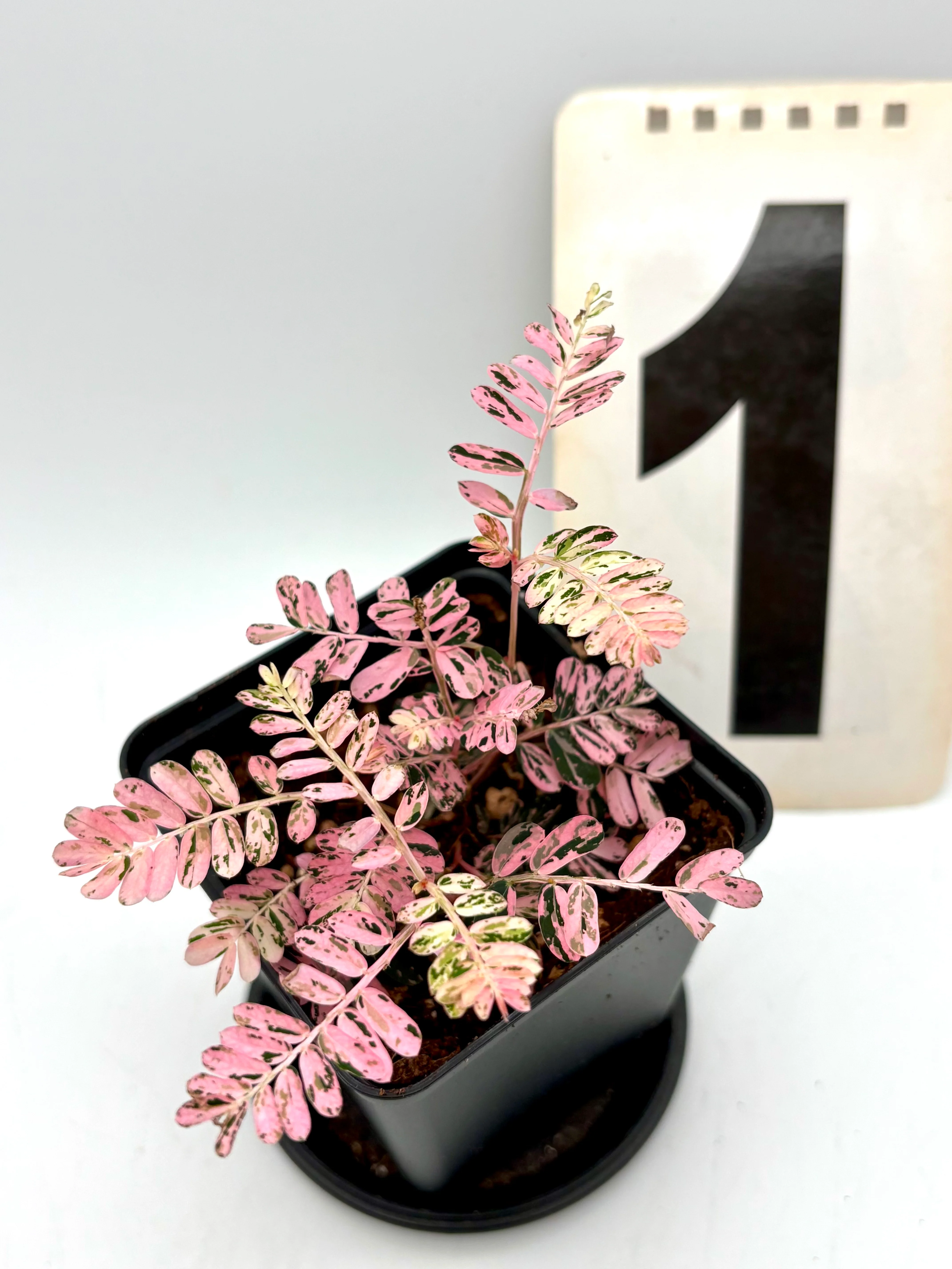 Phyllanthus Urinaria Pink Variegata
