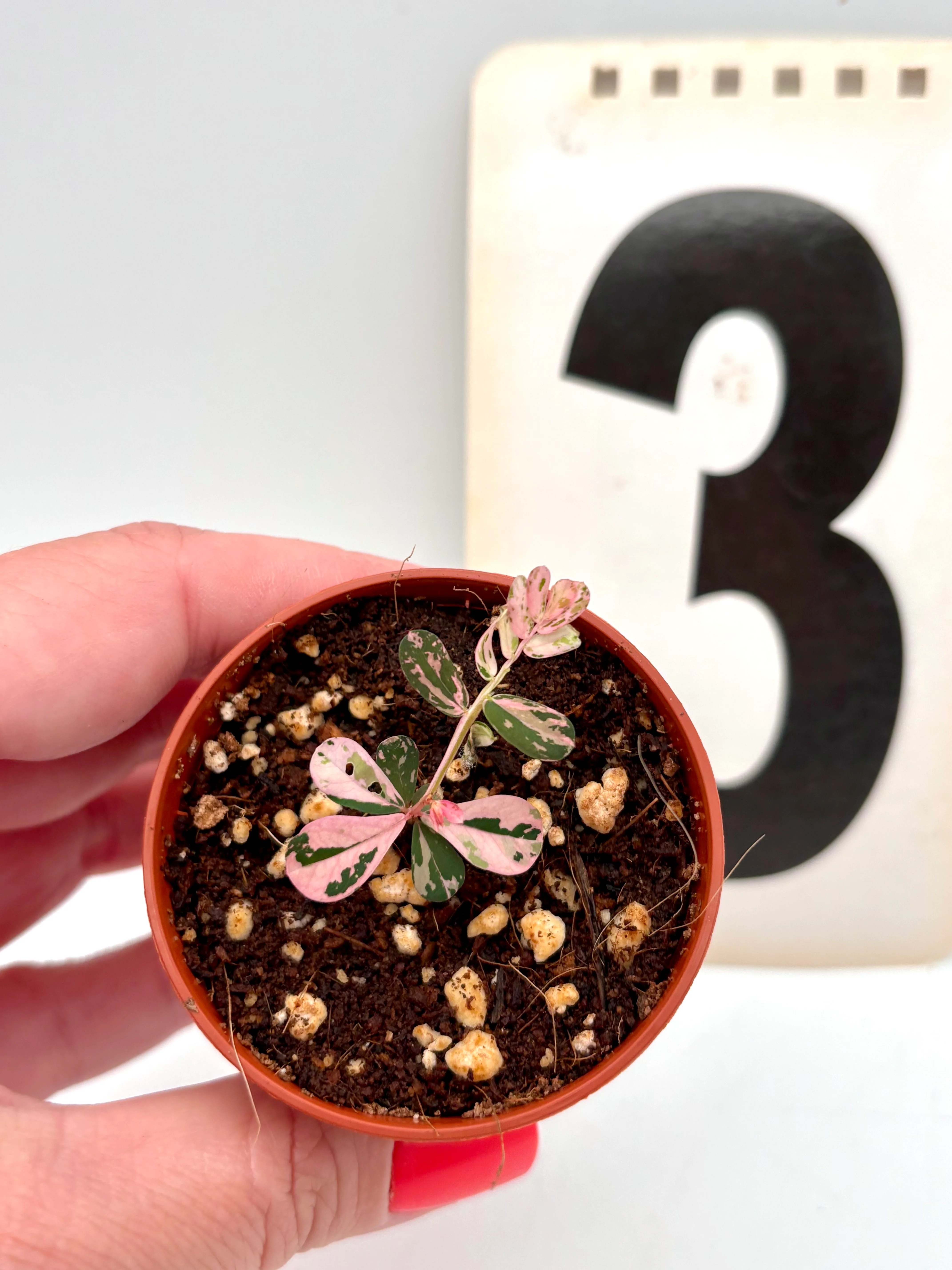 Phyllanthus Urinaria Pink Variegata - Image 3
