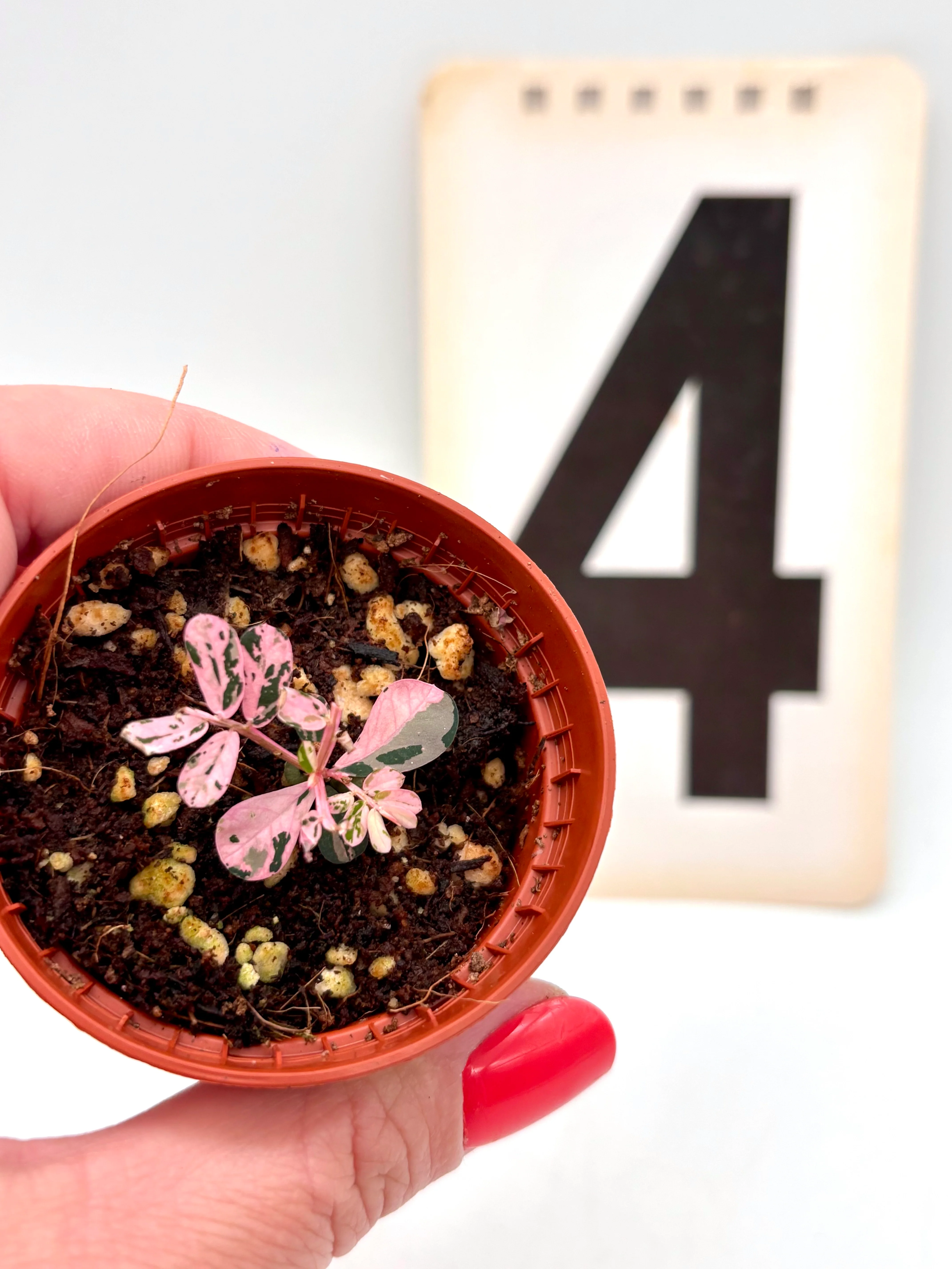 Phyllanthus Urinaria Pink Variegata - Image 4