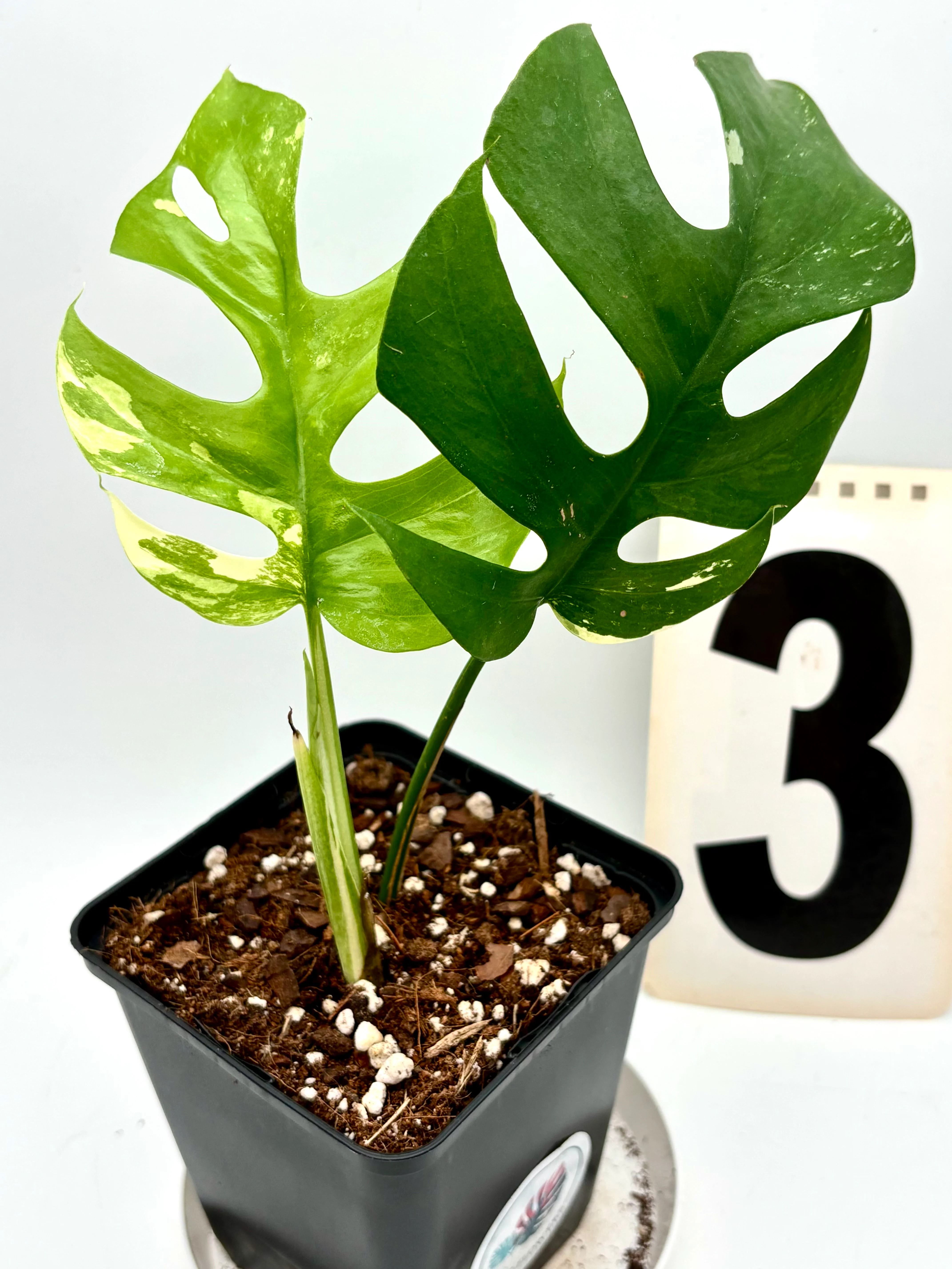 Rhaphidophora Tetrasperma Albo Variegata / Monstera Minima - Image 3