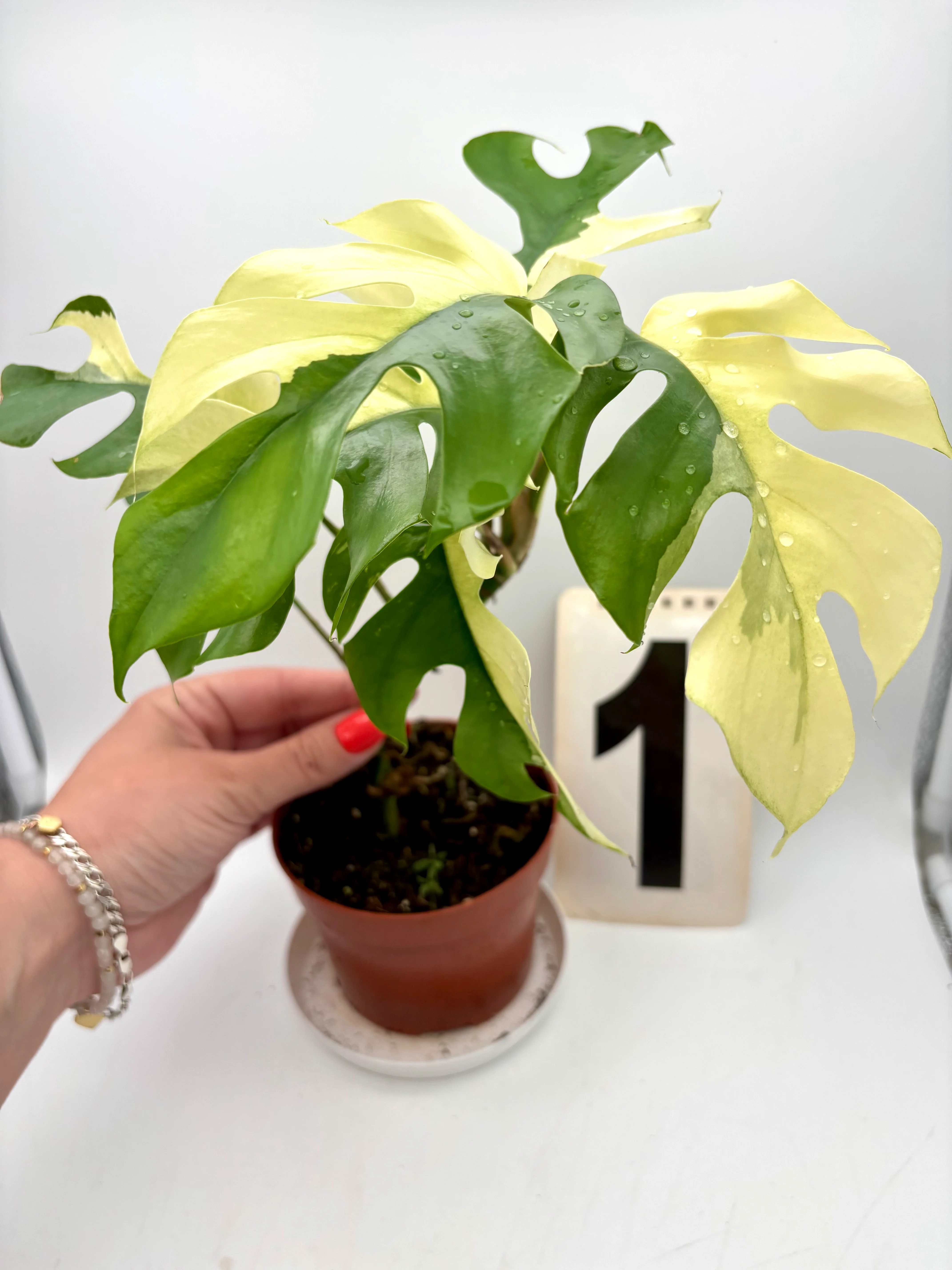 Rhaphidophora Tetrasperma Albo Variegata / Monstera Minima - Image 4
