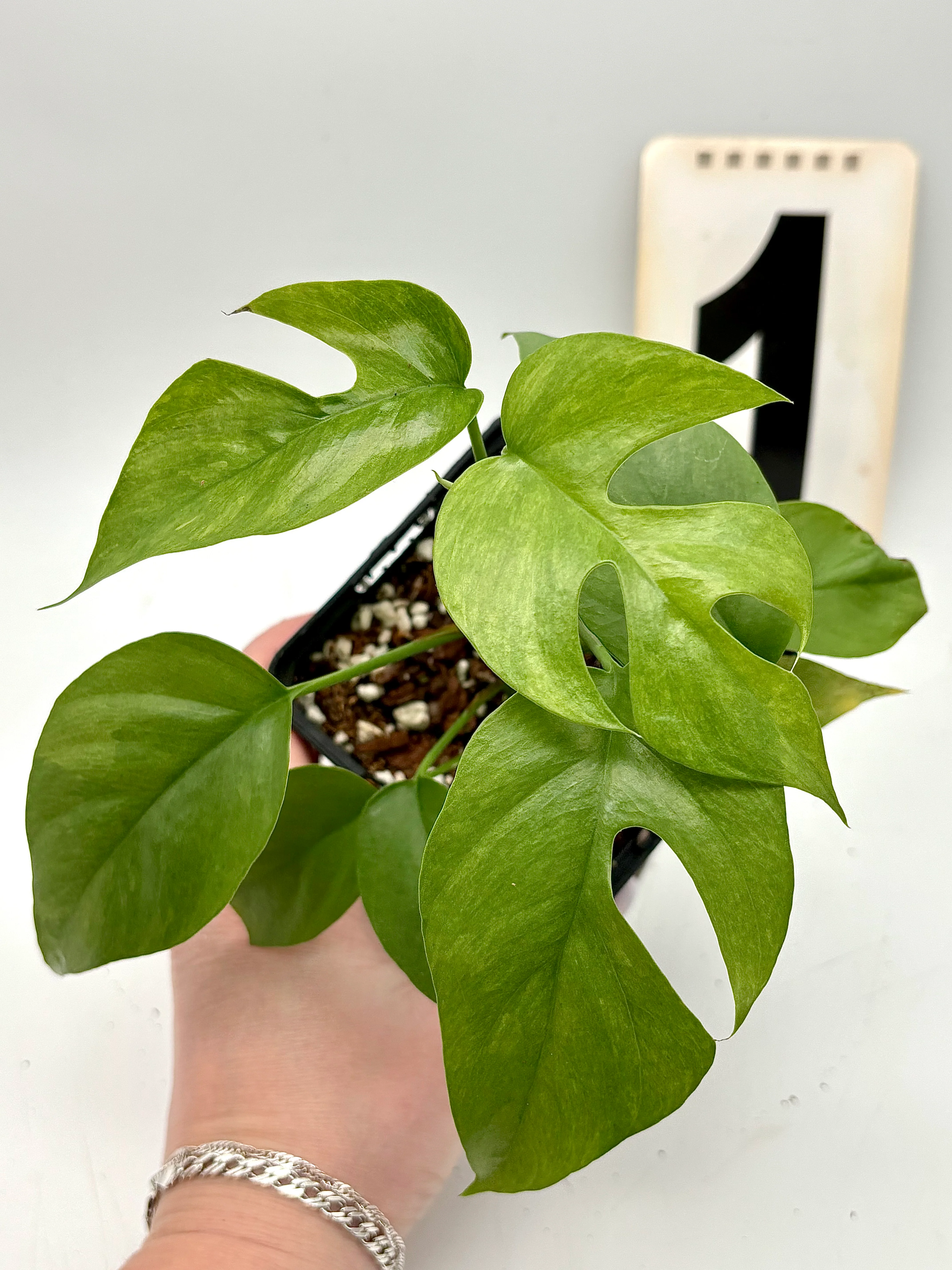 Rhaphidophora Tetrasperma Variegata Mint / Monstera Minima - Image 3