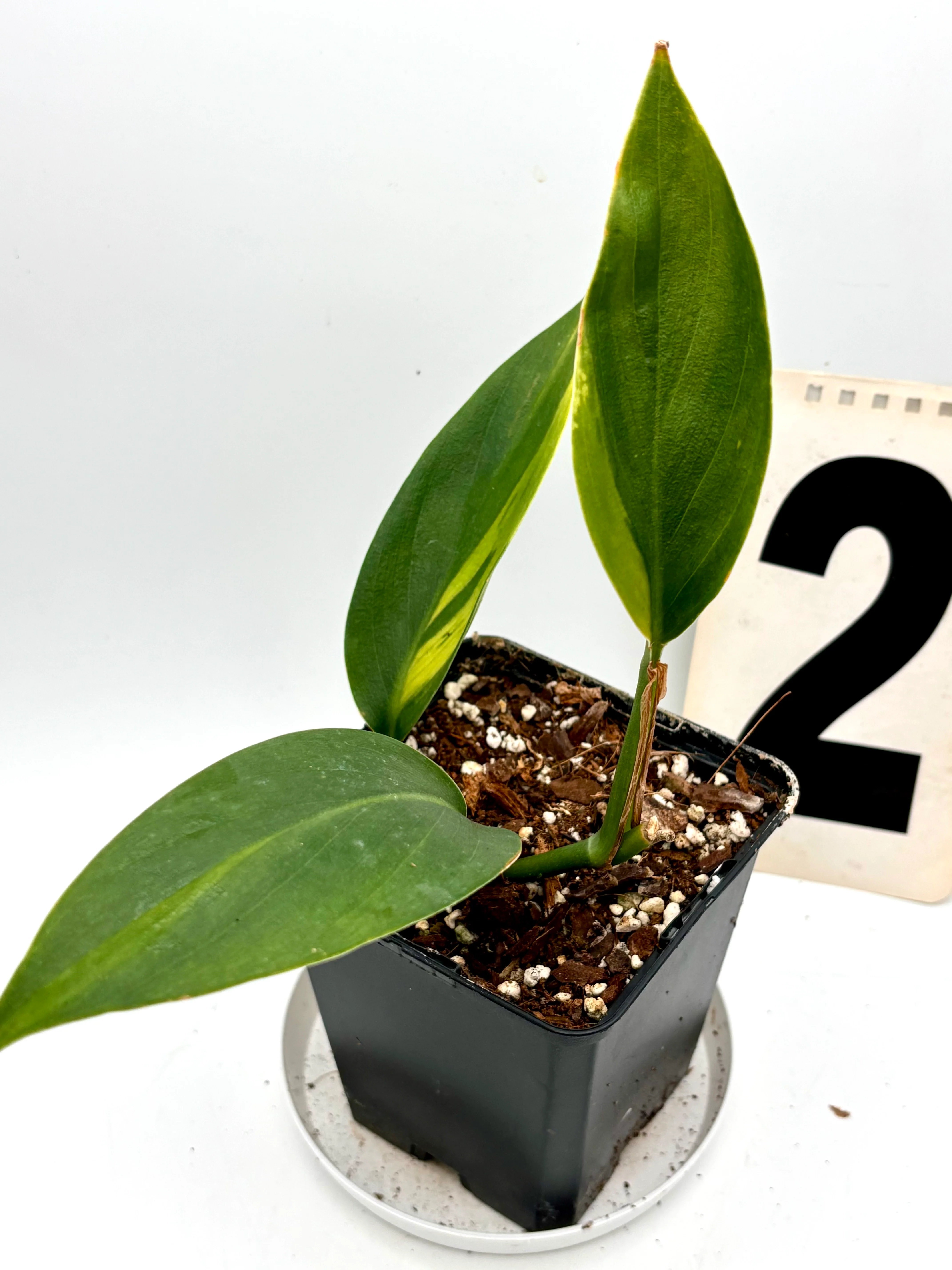 Scindapsus Coriaceus Variegata - Image 3