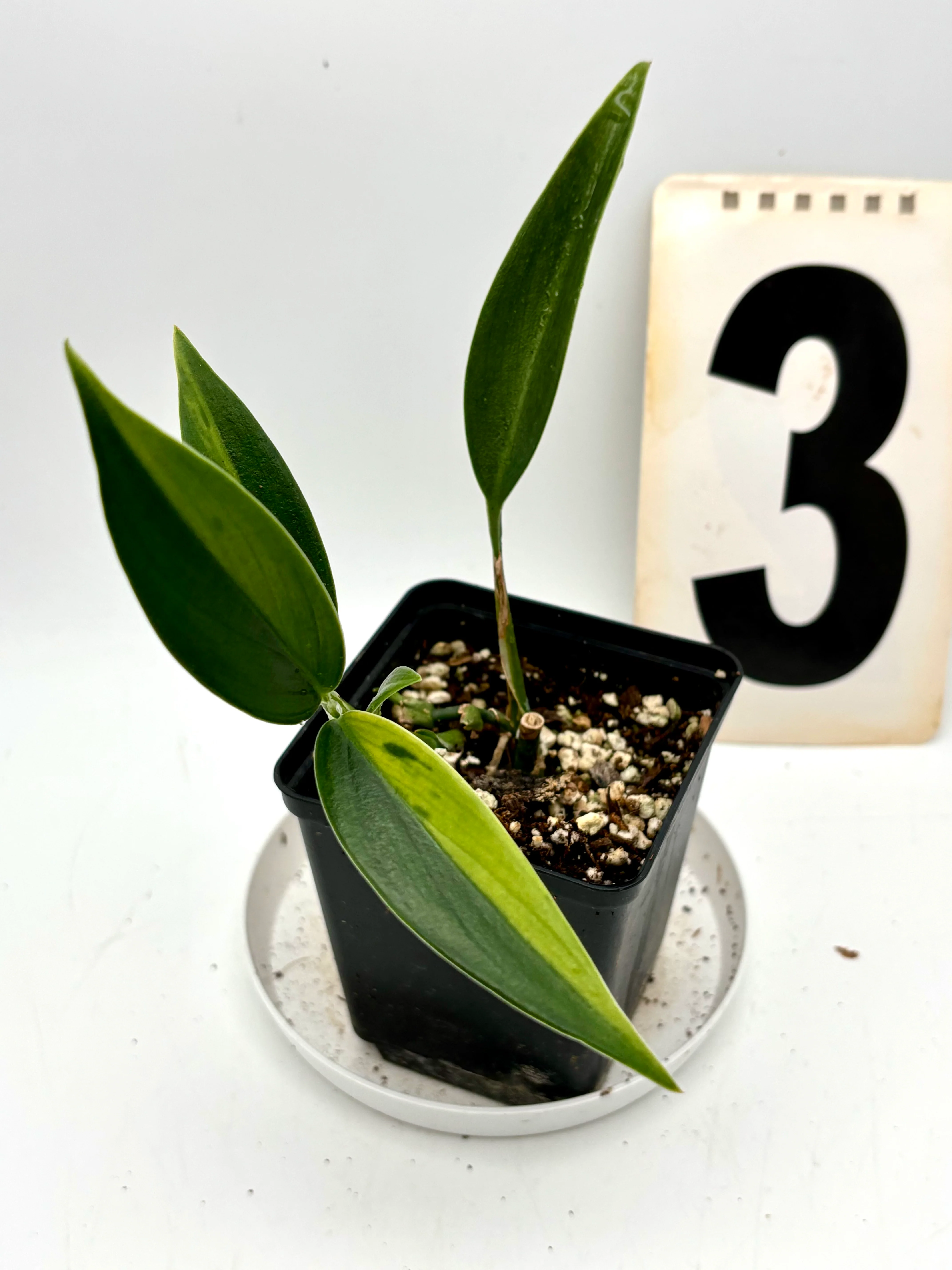 Scindapsus Coriaceus Variegata - Image 4